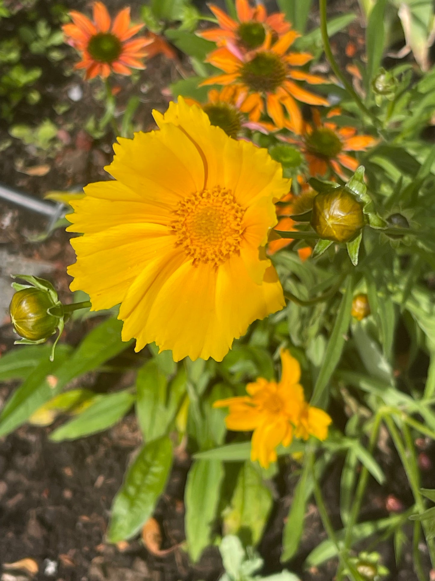 Lanceleaf Coreopsis 50 Seeds