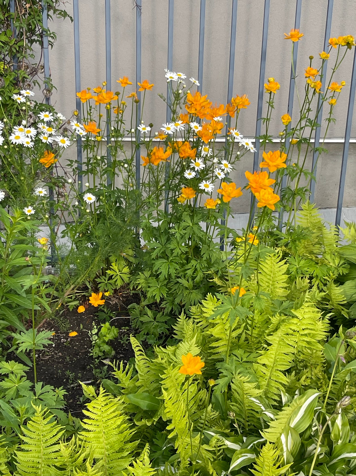 Golden Queen - Chinese Globe Flower 50 Seeds