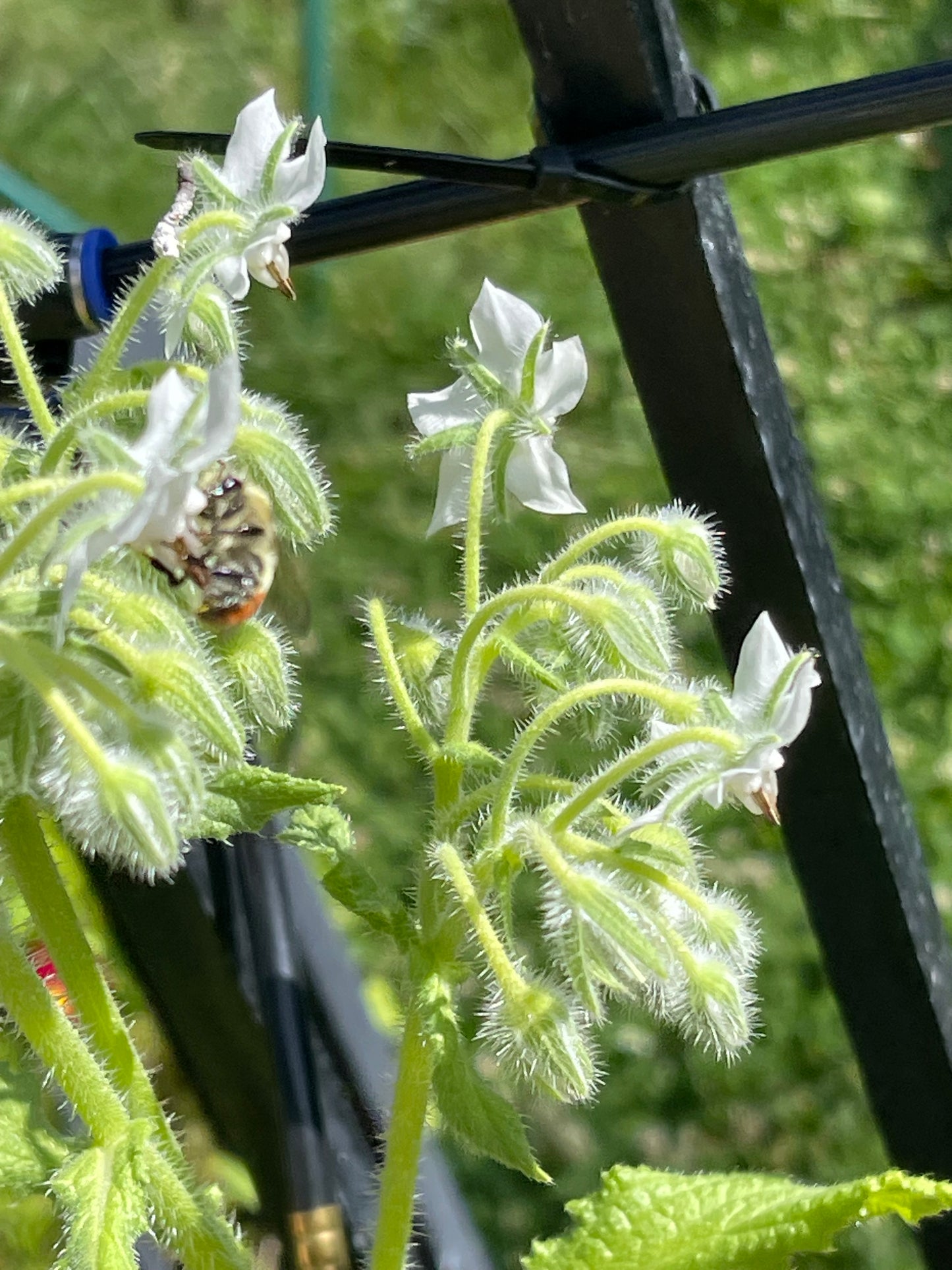 White Borage 30 Seeds