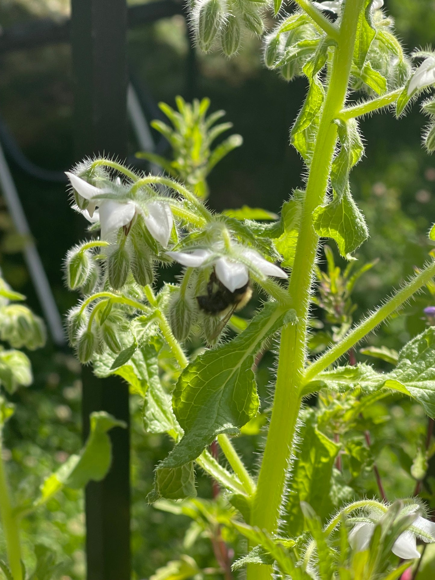 White Borage 30 Seeds