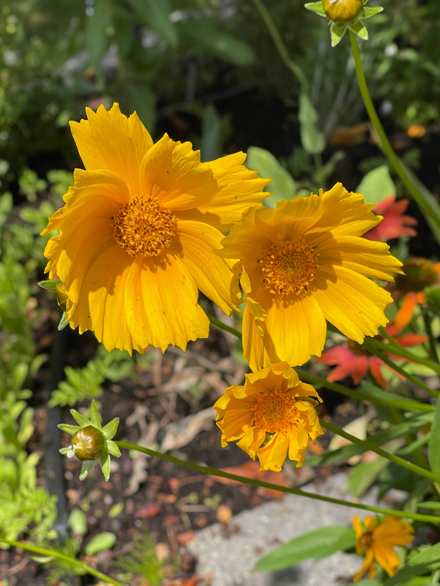Lanceleaf Coreopsis 50 Seeds