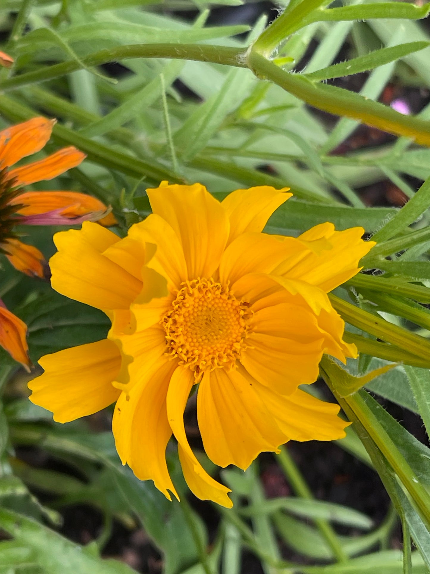Lanceleaf Coreopsis 50 Seeds