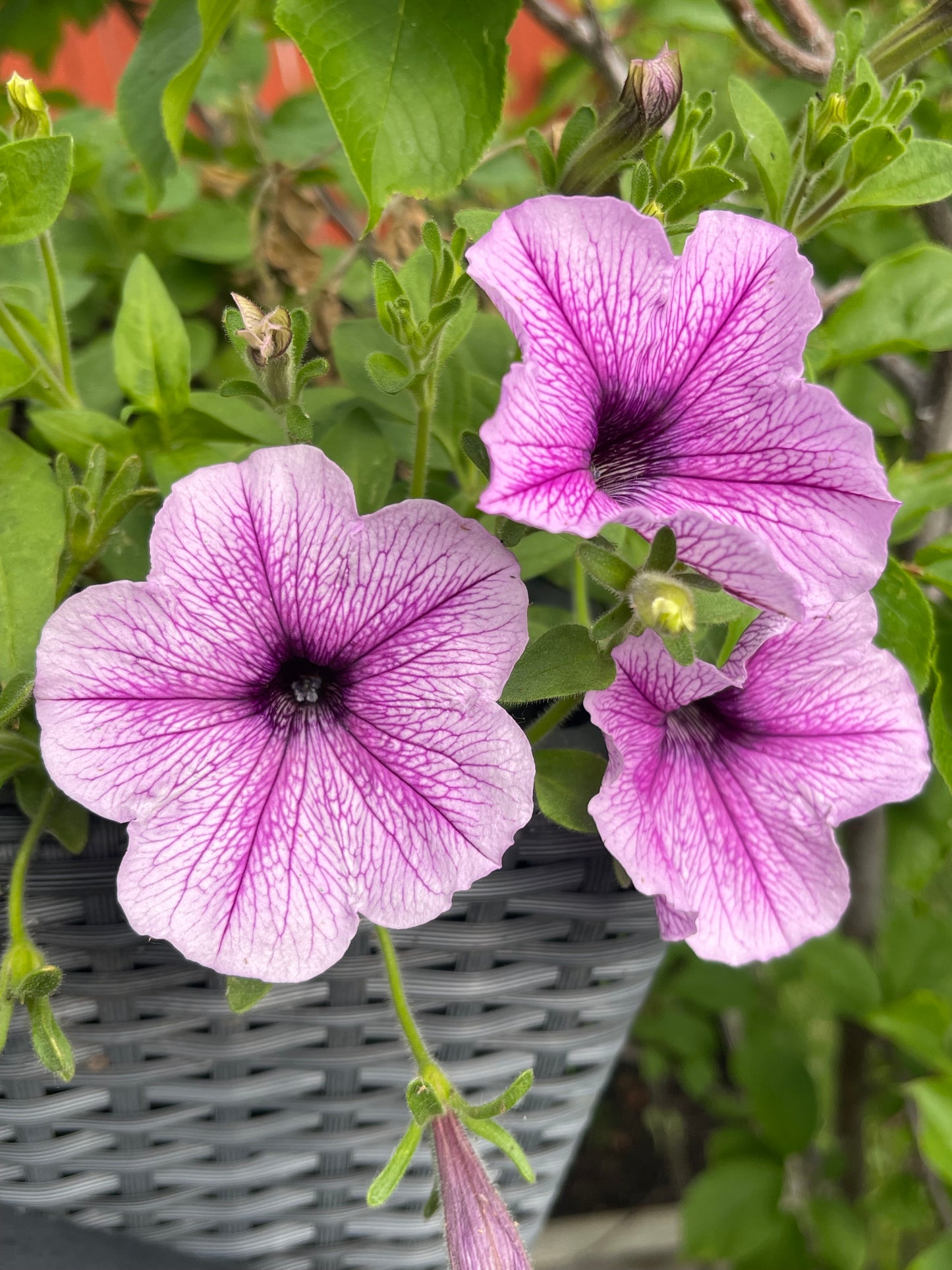 Veined Mix Petunia 100 Seeds