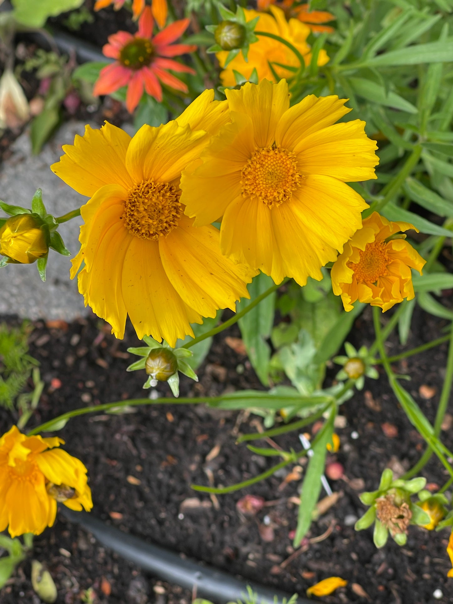 Lanceleaf Coreopsis 50 Seeds