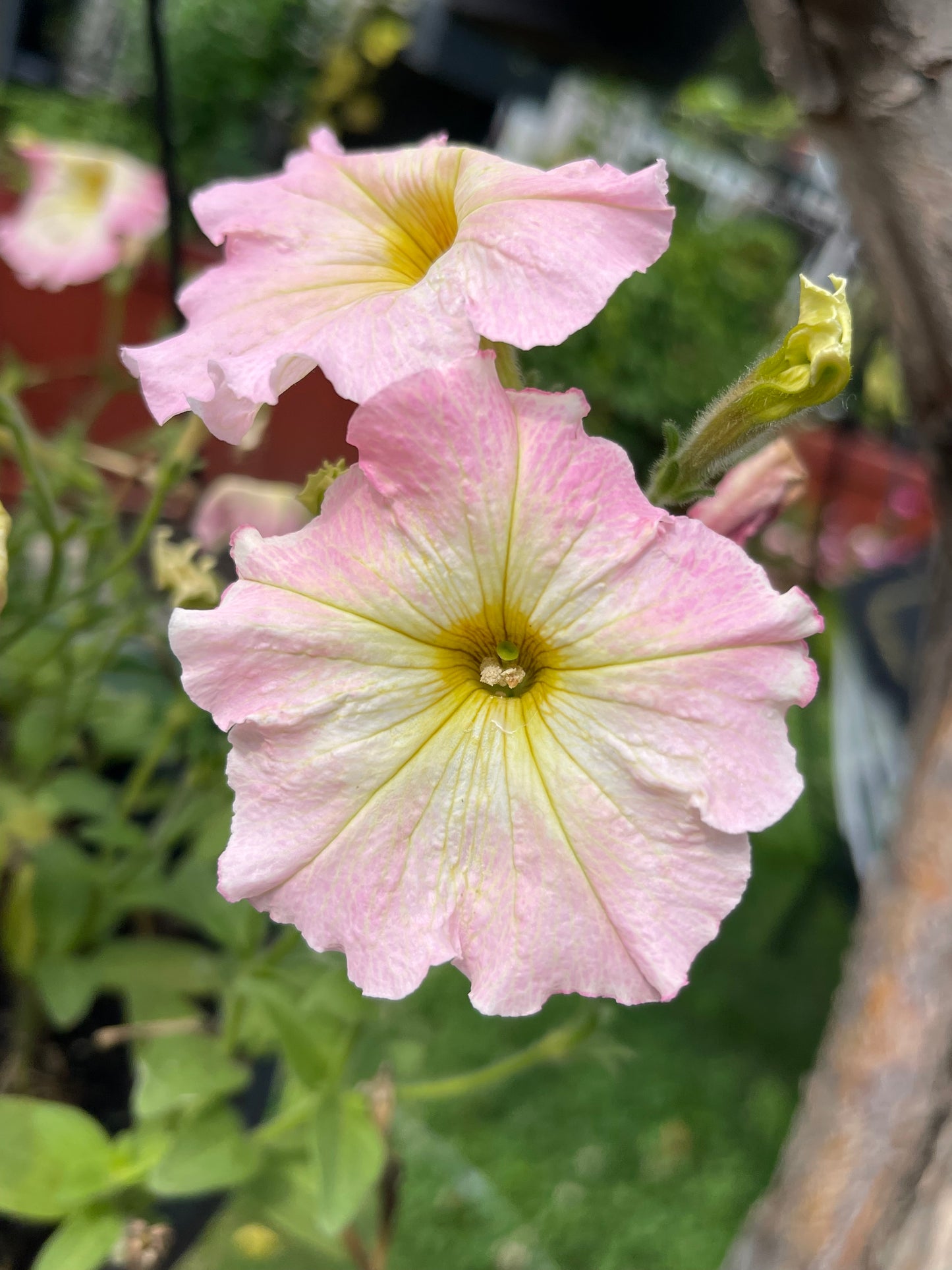 Alenka Petunia 50 Seeds