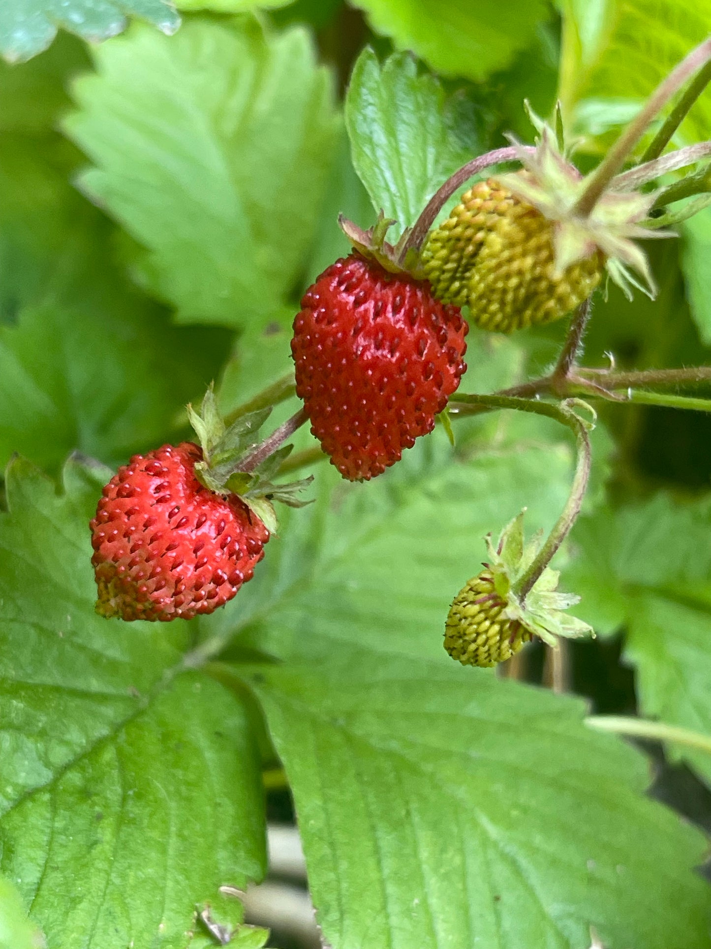Red Alpine Strawberry 100 Seeds