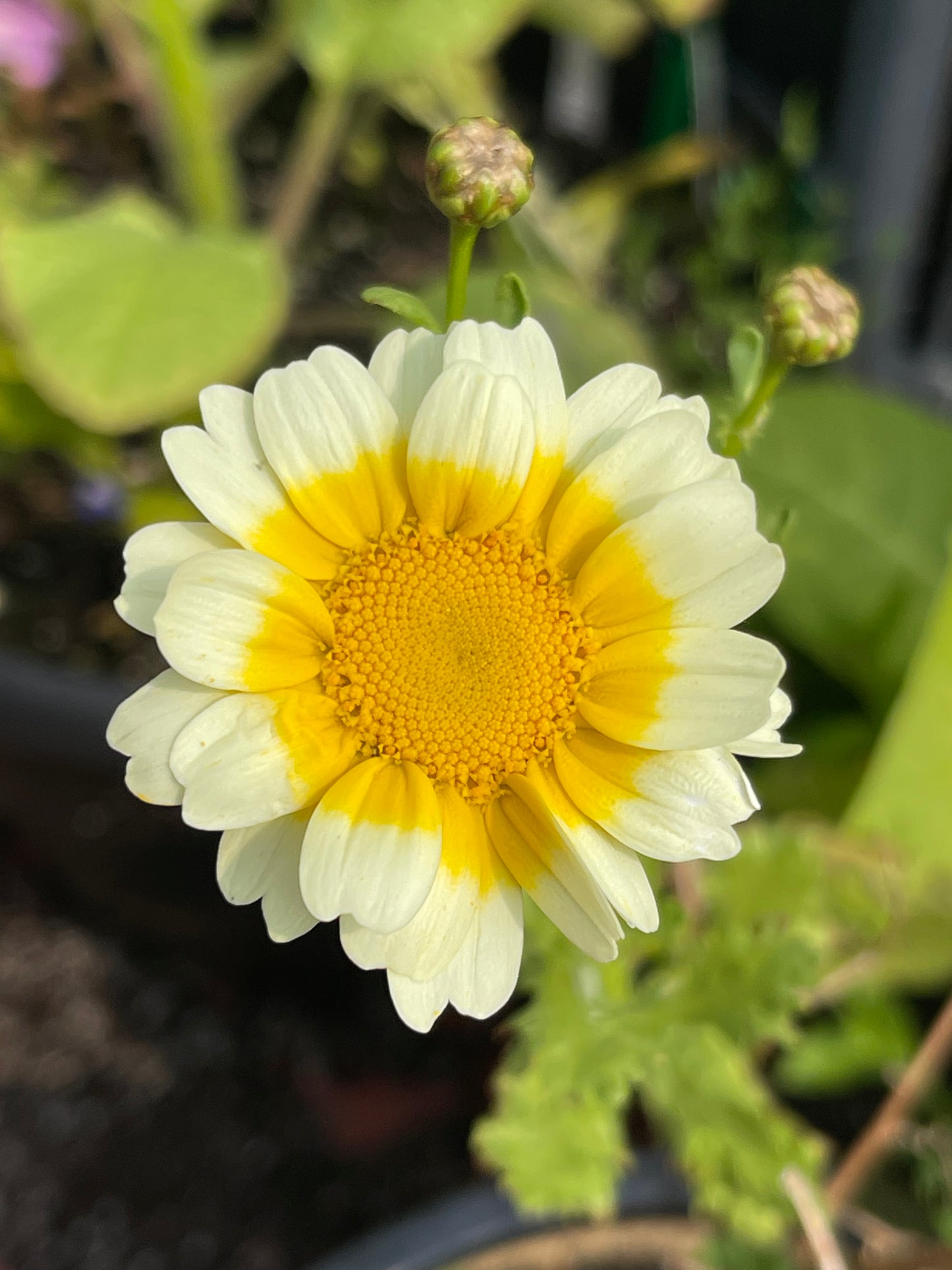 Crown Daisy - Otafuku - Shungiku - Tong Ho 100 Seeds