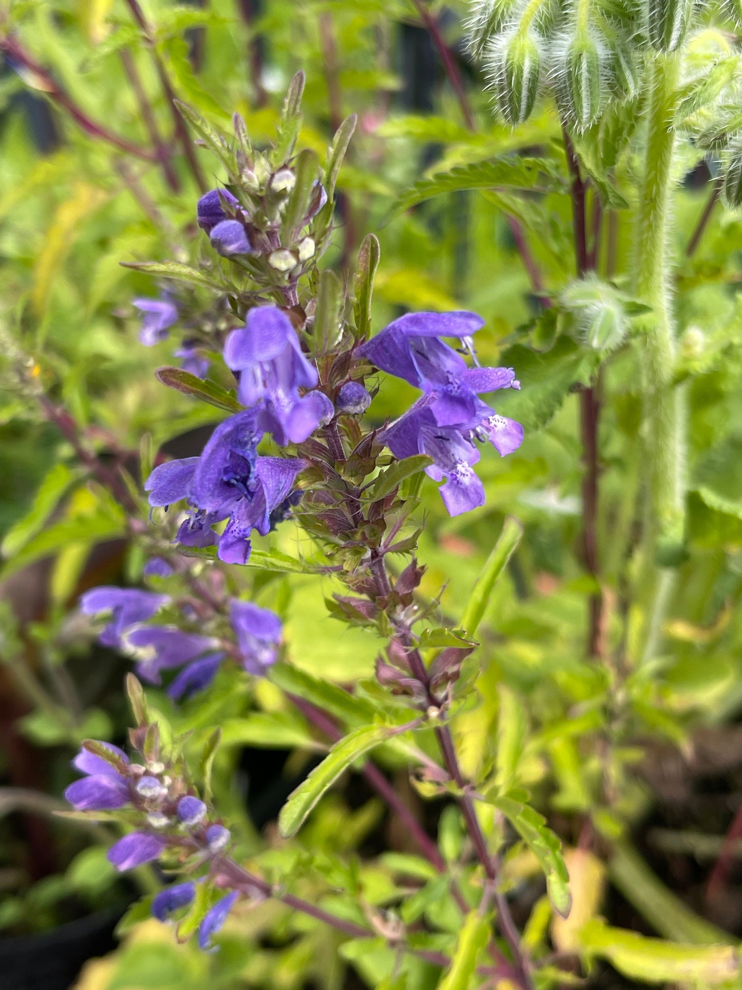 Moldavian Dragonhead 50 Seeds