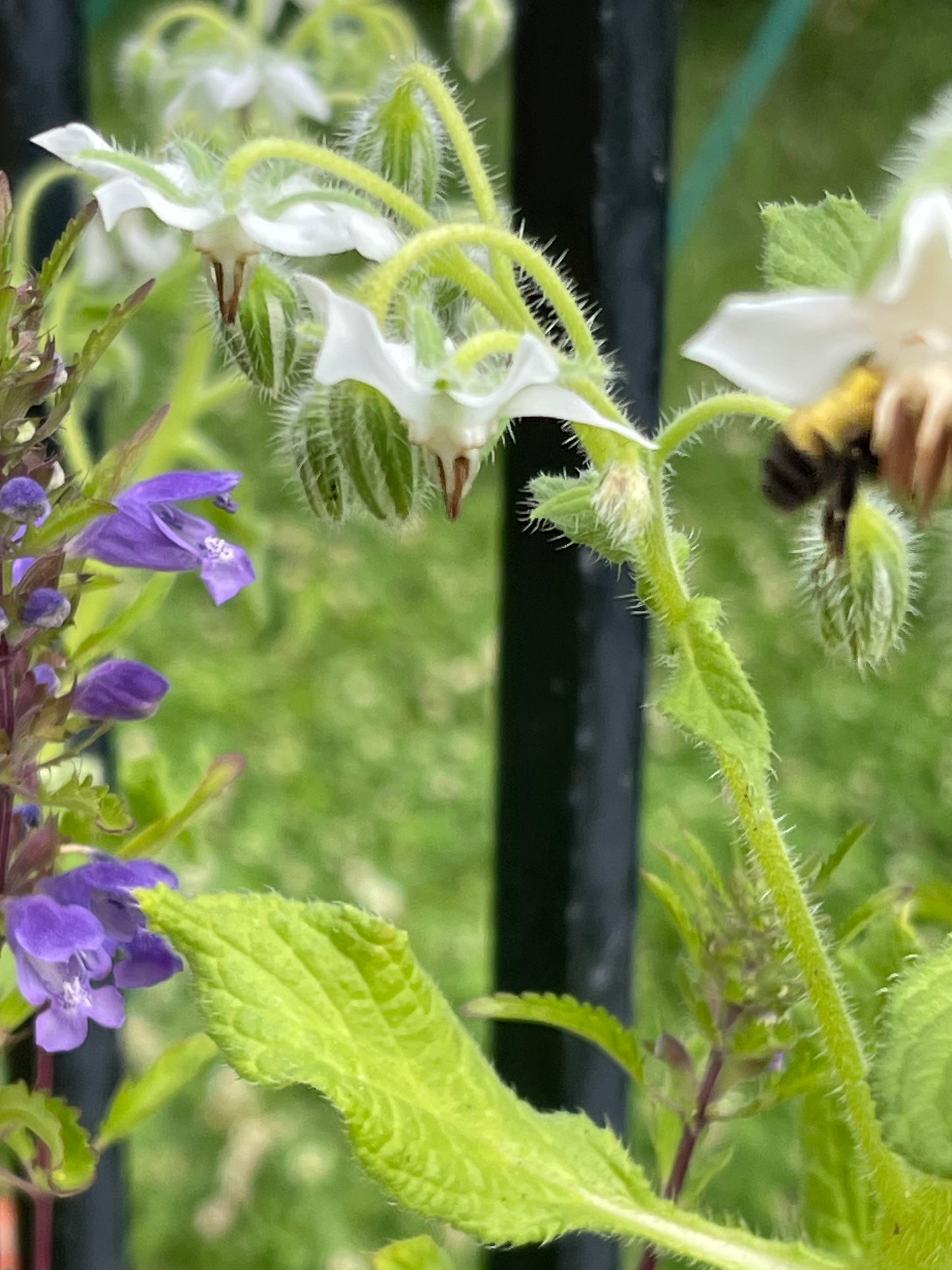 White Borage 30 Seeds