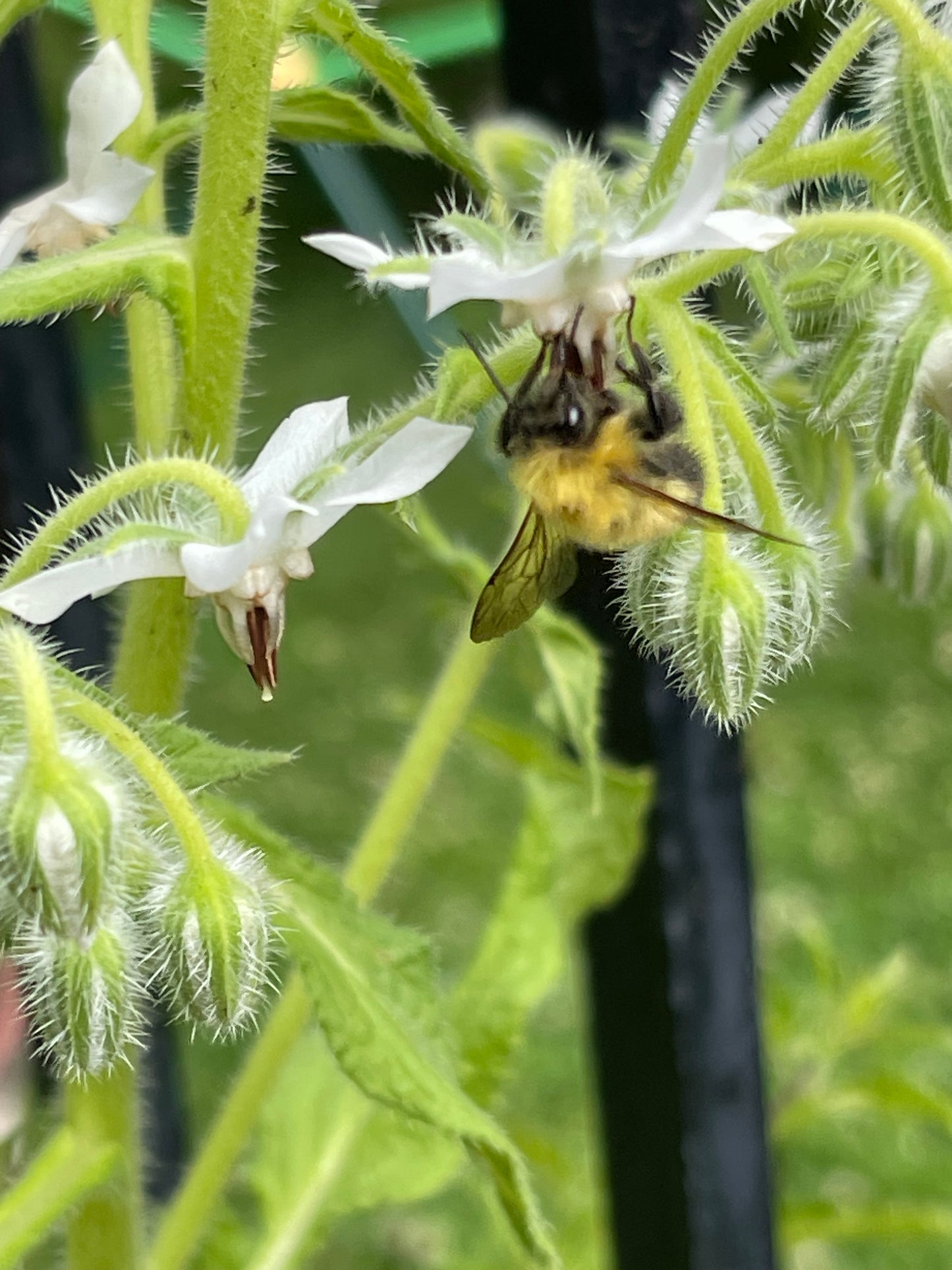 White Borage 30 Seeds