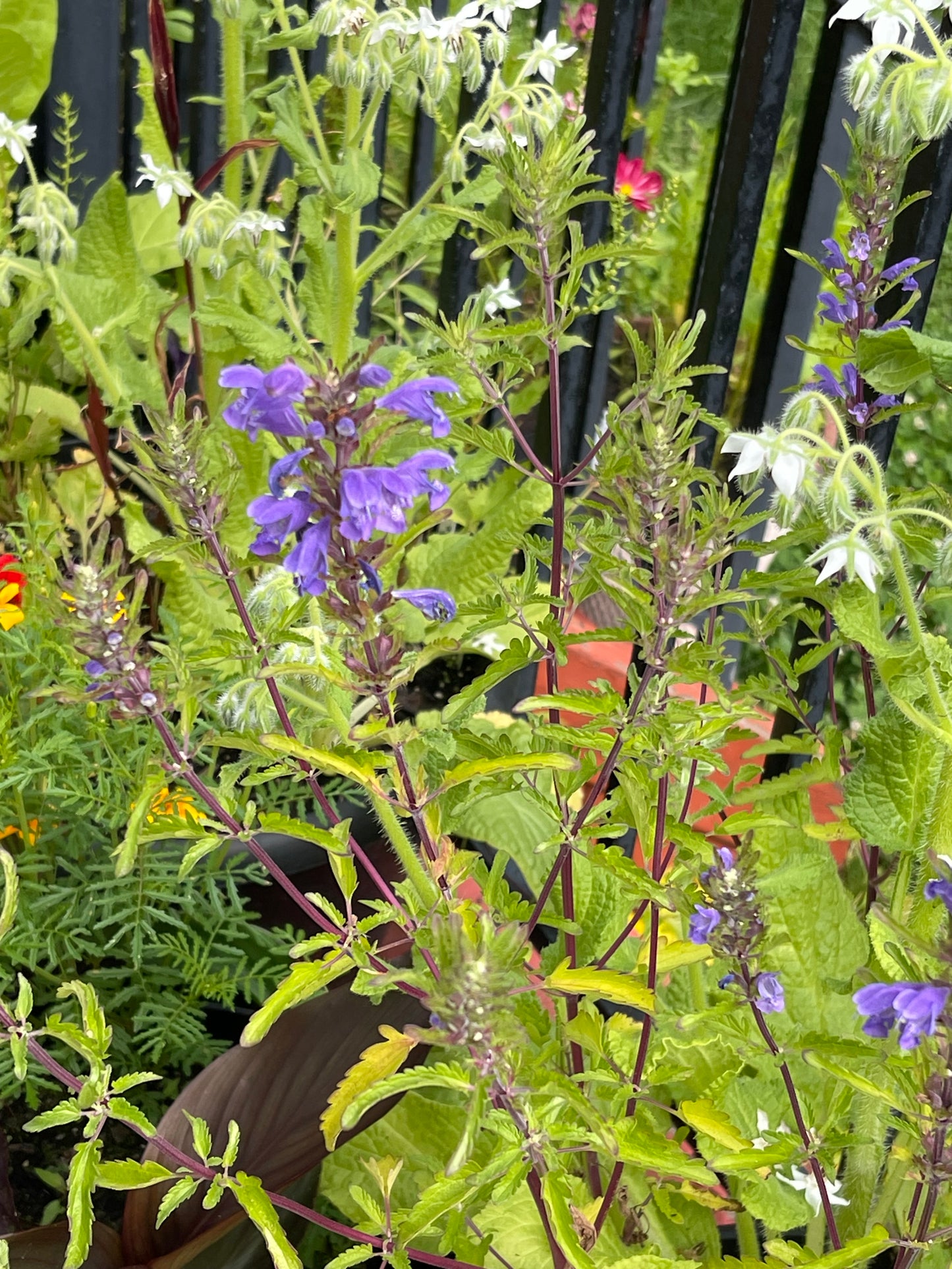 Moldavian Dragonhead 50 Seeds