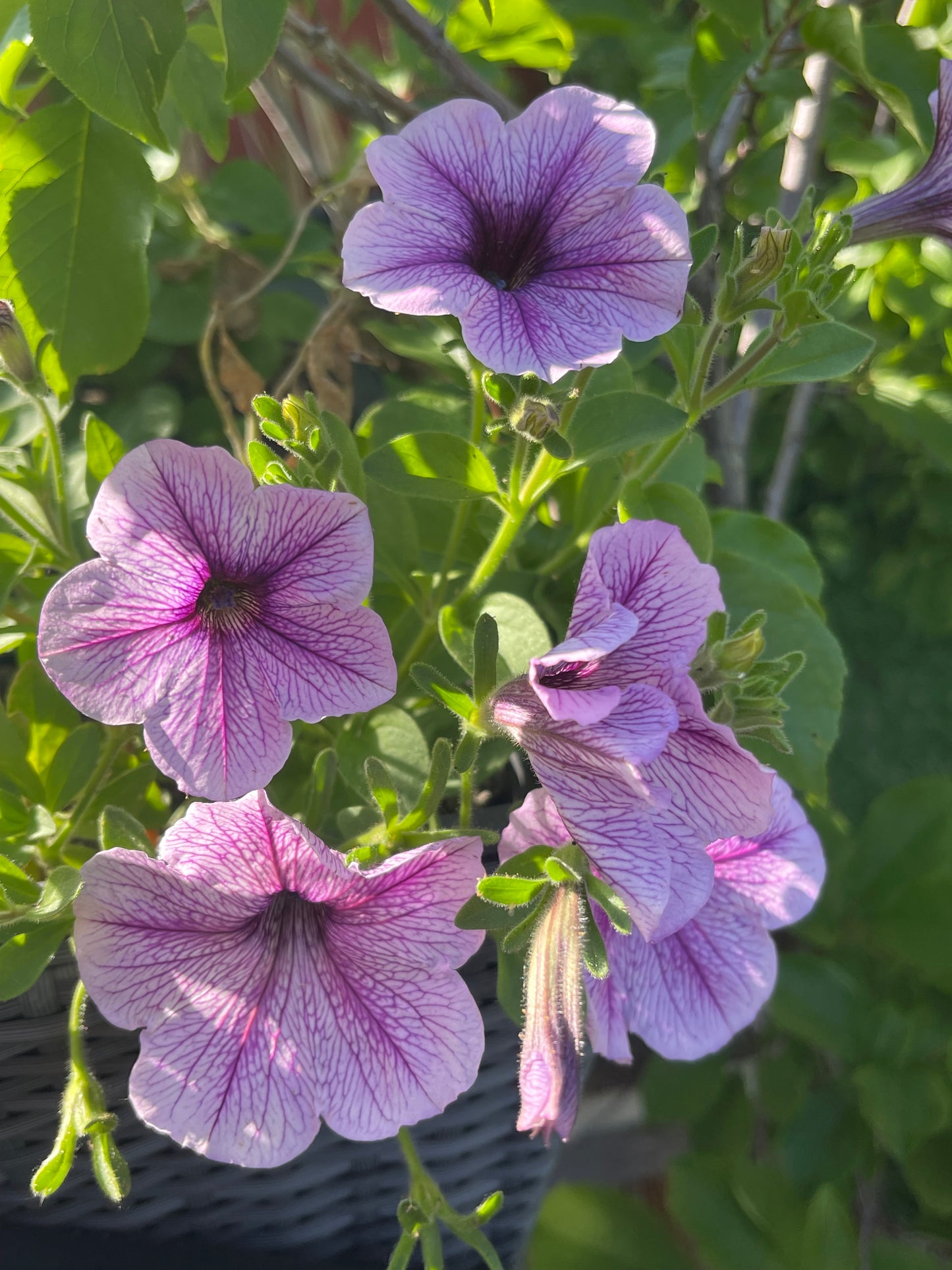 Veined Mix Petunia 100 Seeds