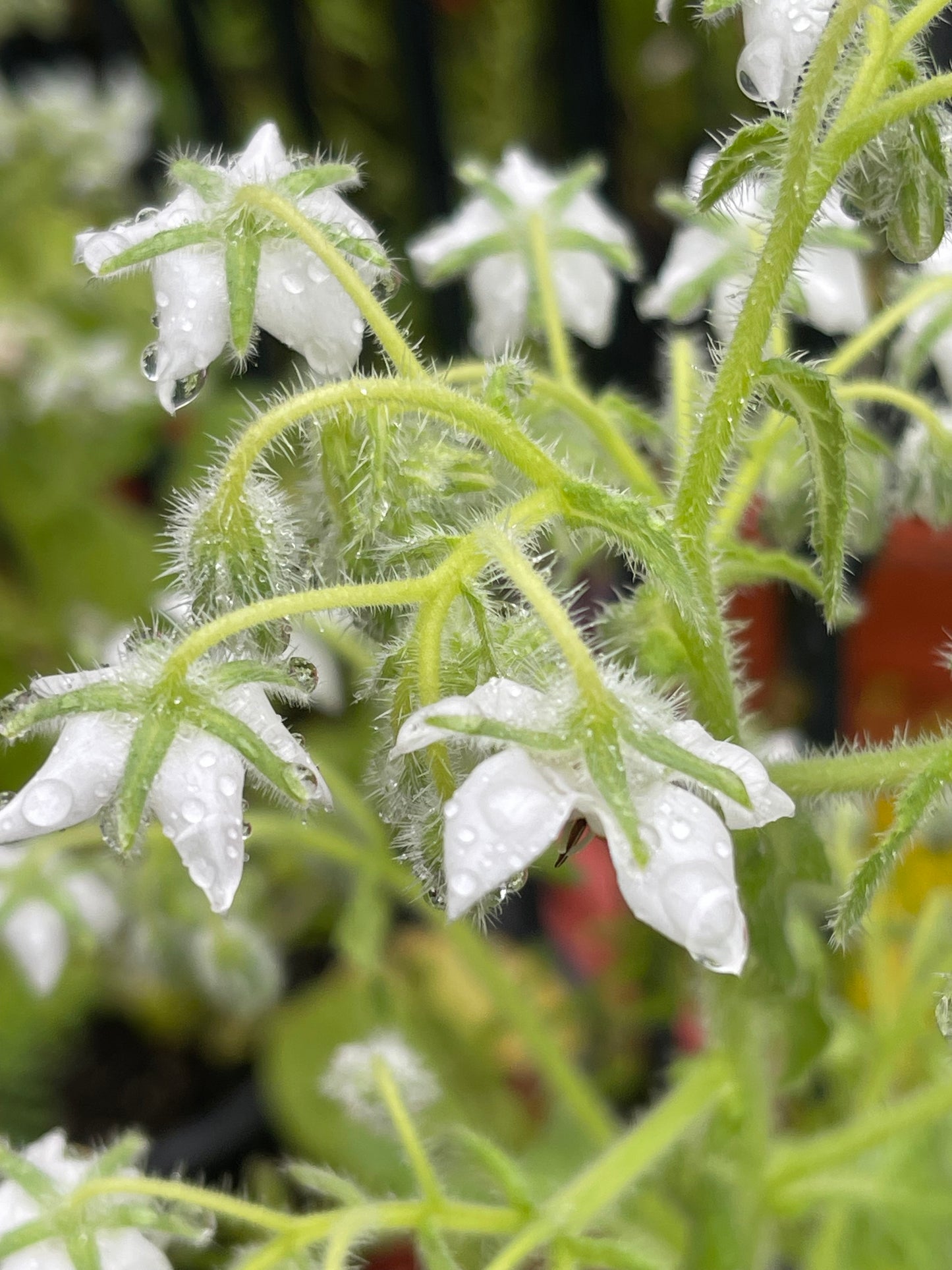 White Borage 30 Seeds