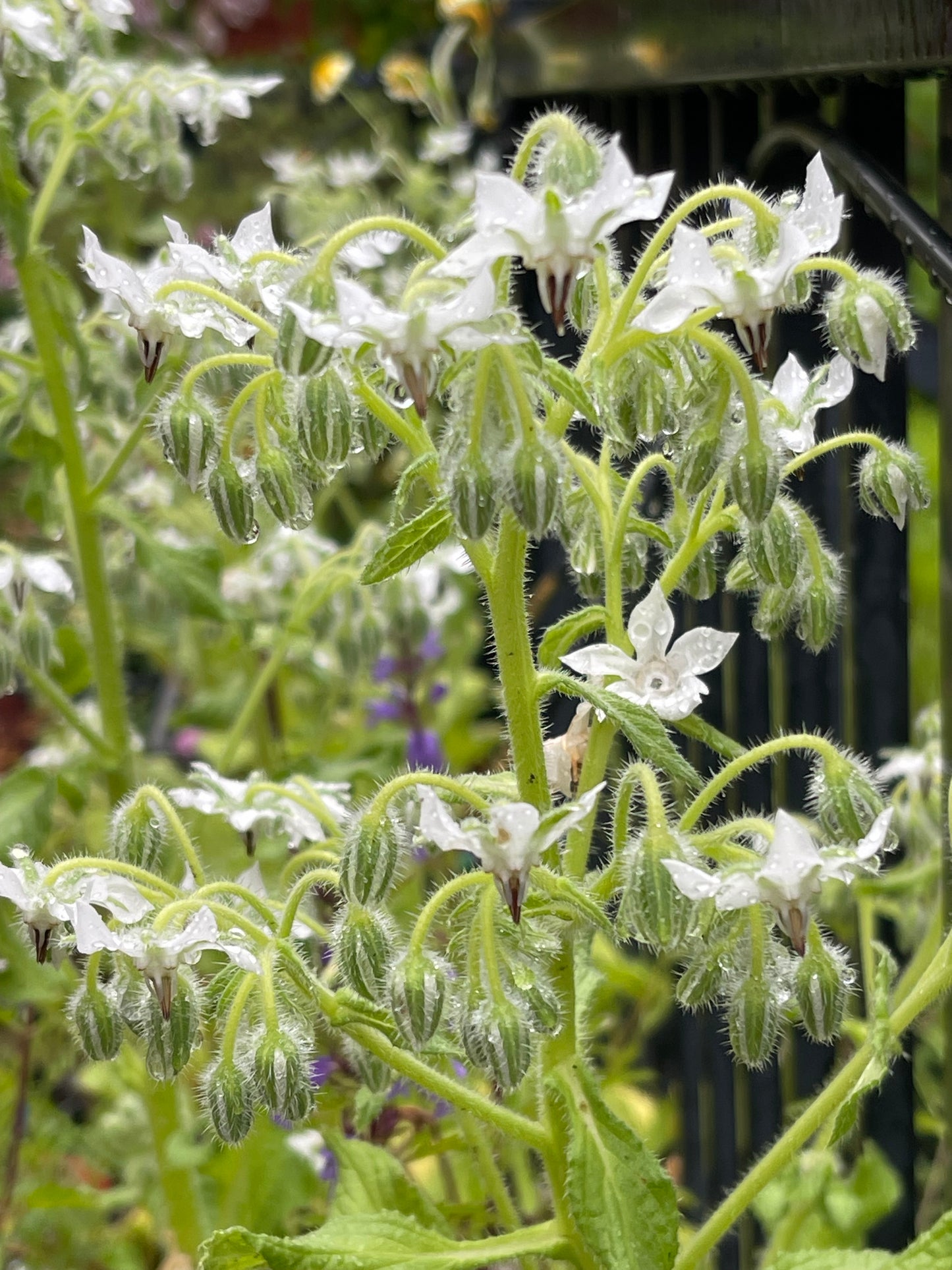 White Borage 30 Seeds
