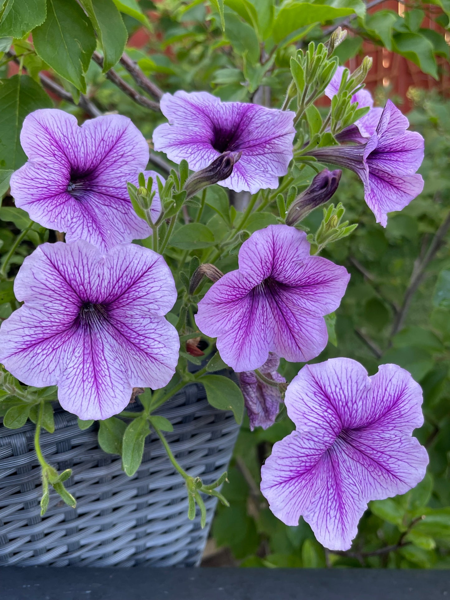 Veined Mix Petunia 100 Seeds