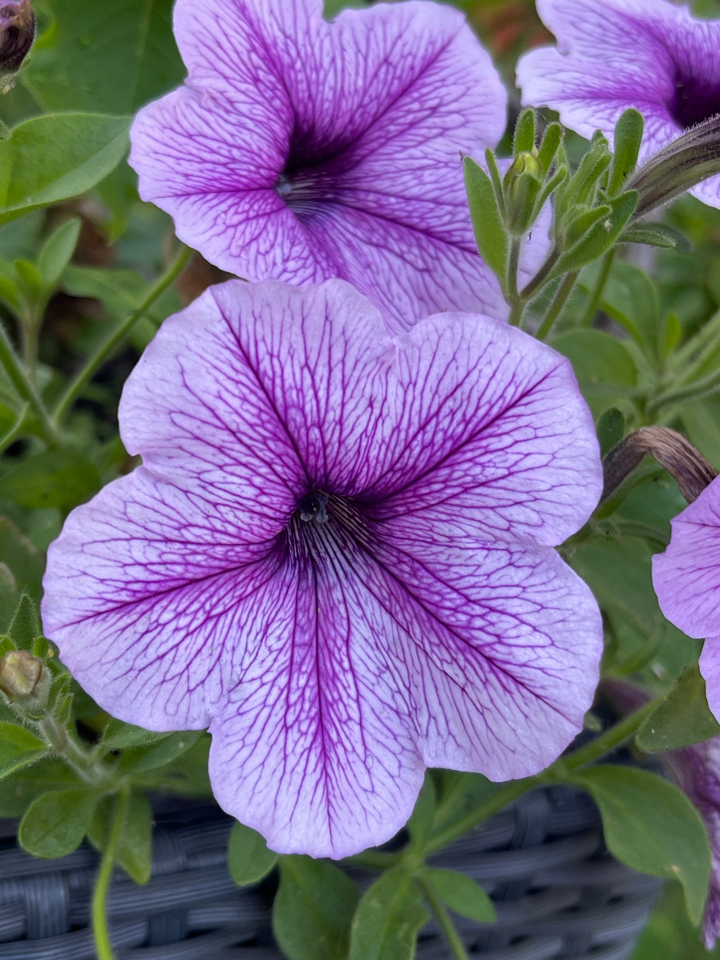Veined Mix Petunia 100 Seeds