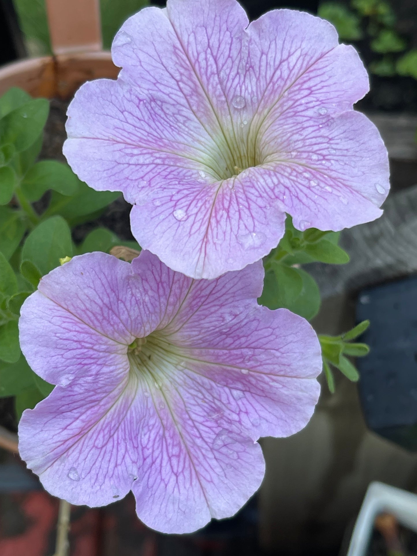 Veined Mix Petunia 100 Seeds