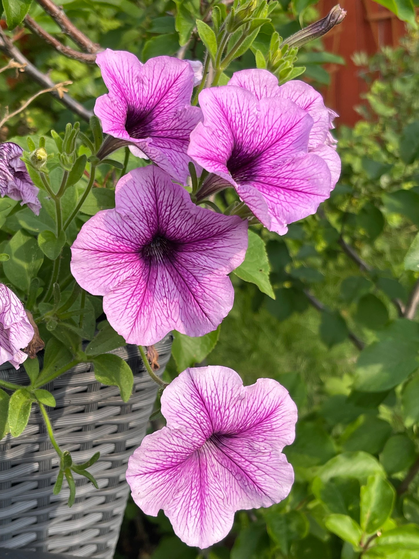 Veined Mix Petunia 100 Seeds