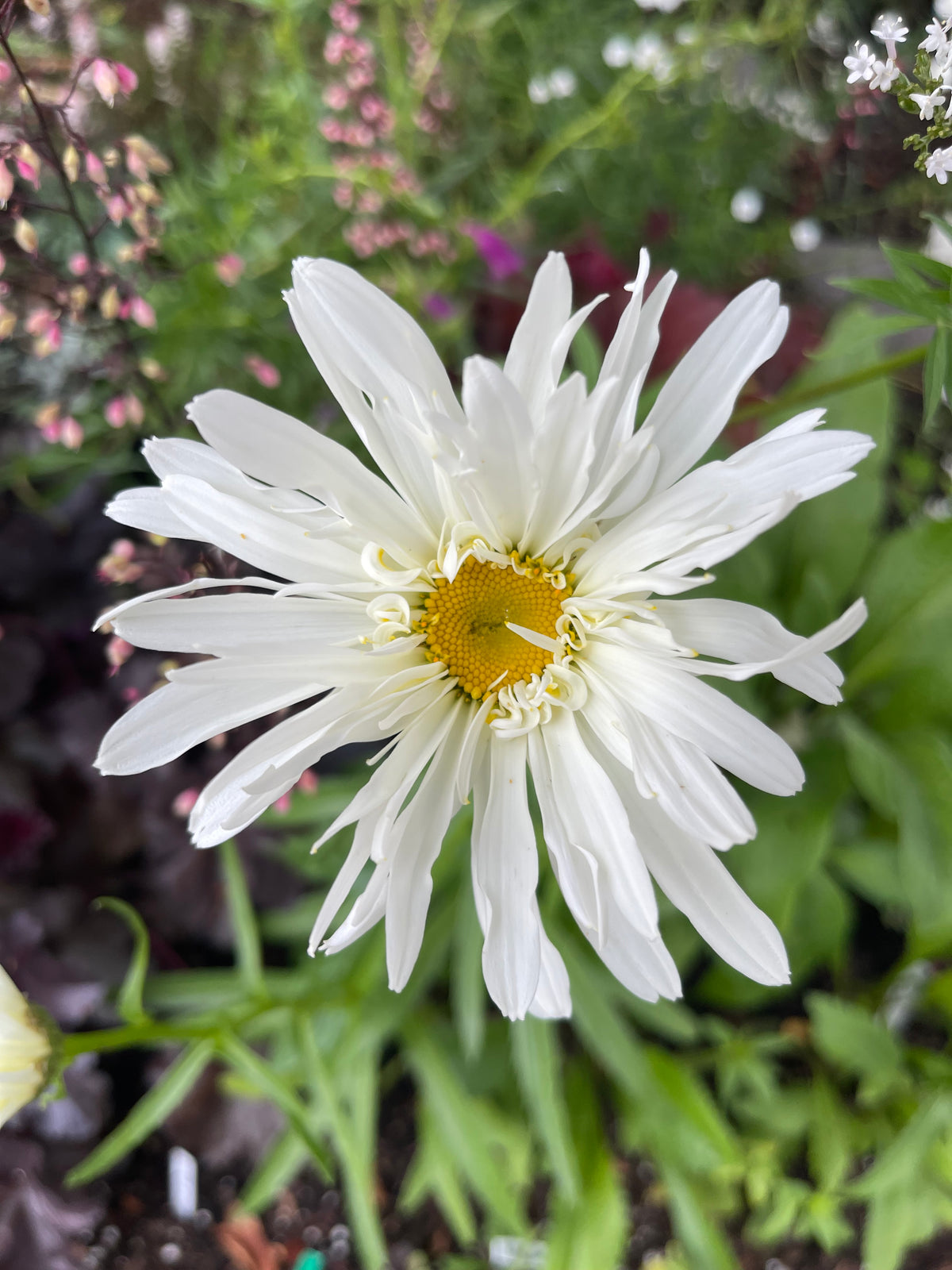 Crazy Daisy 25 Seeds