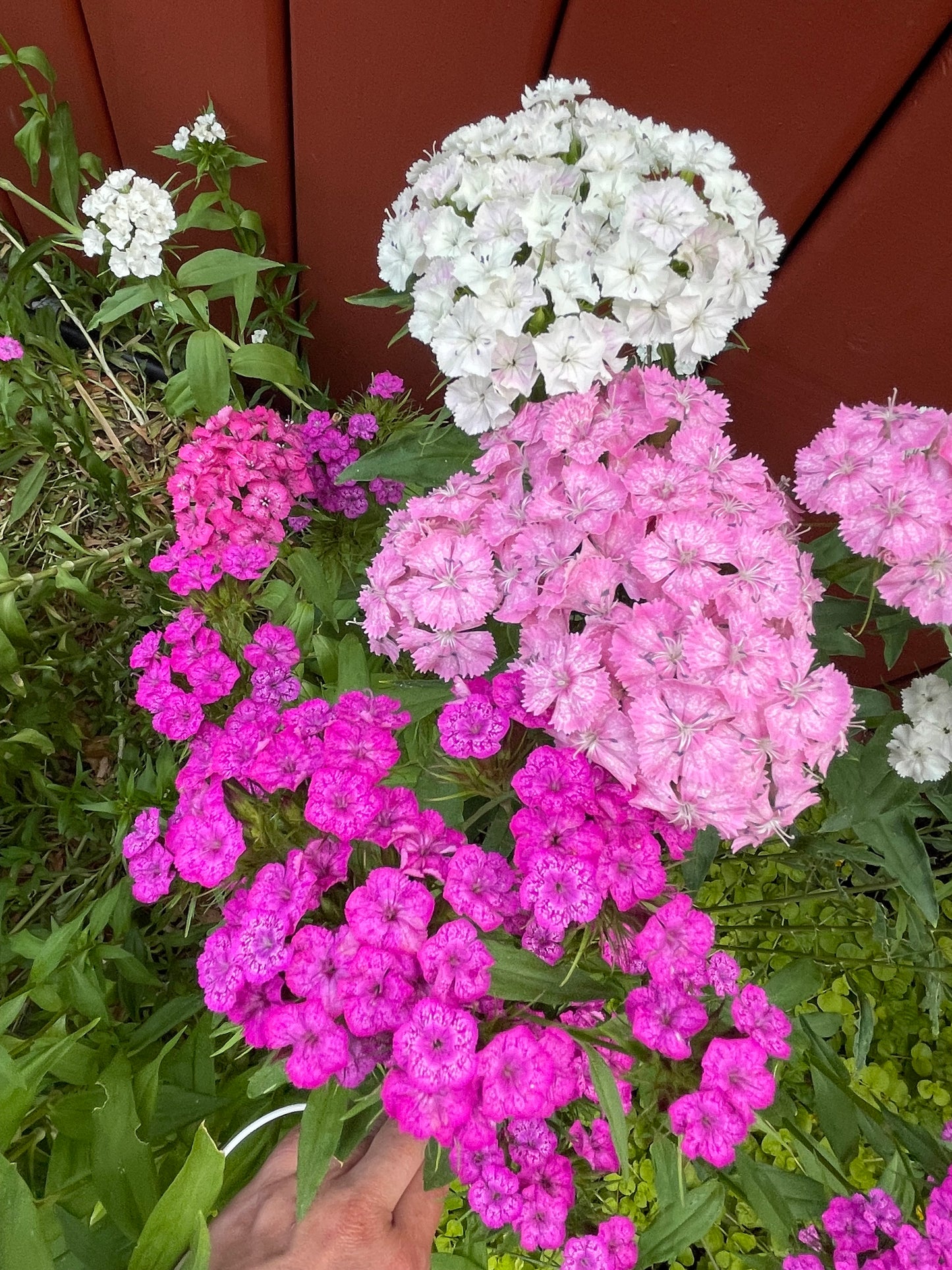 Pink and White Sweet William Mix 100 Seeds
