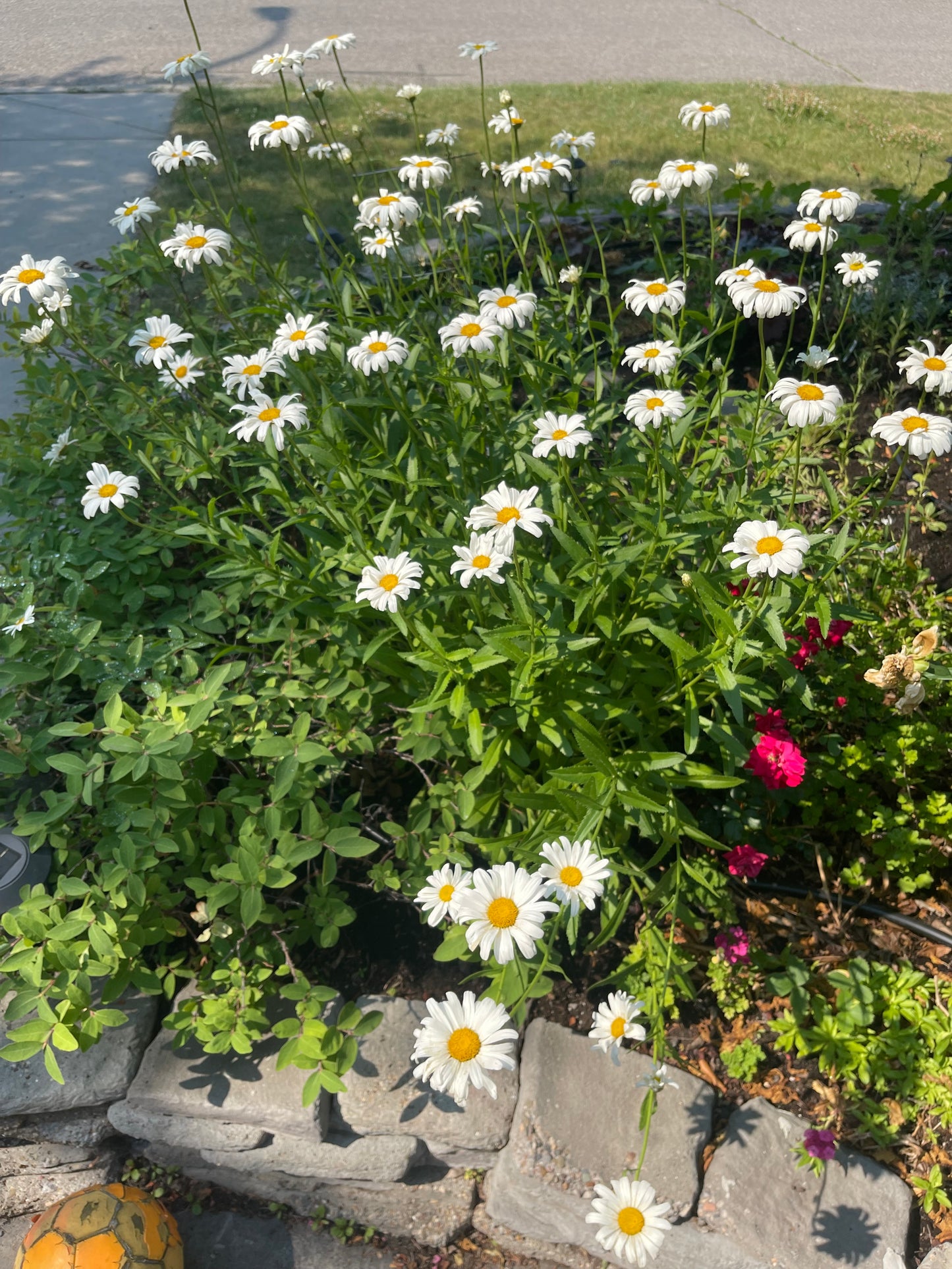 Shasta Daisy 50 Seeds