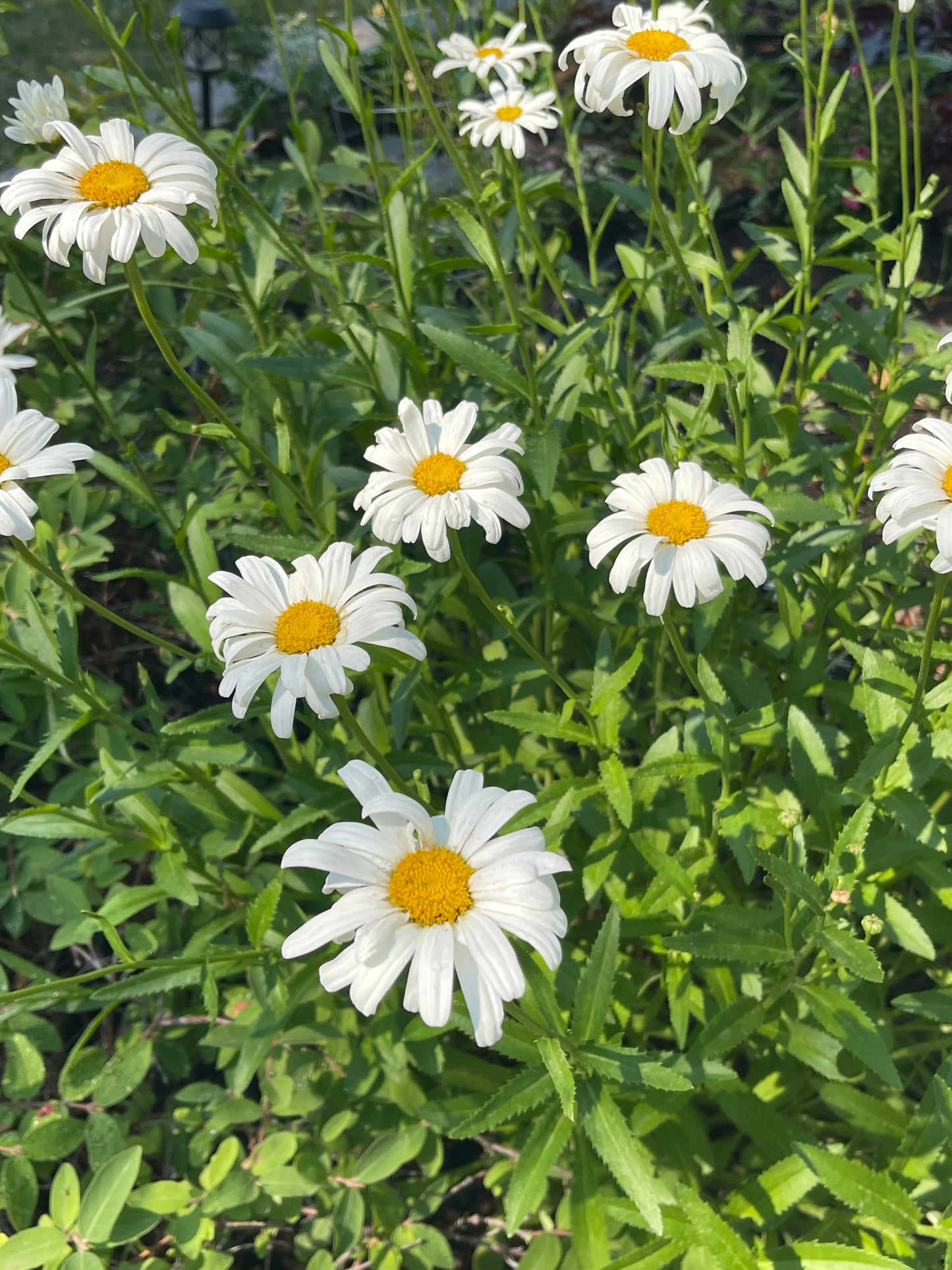 Shasta Daisy 50 Seeds