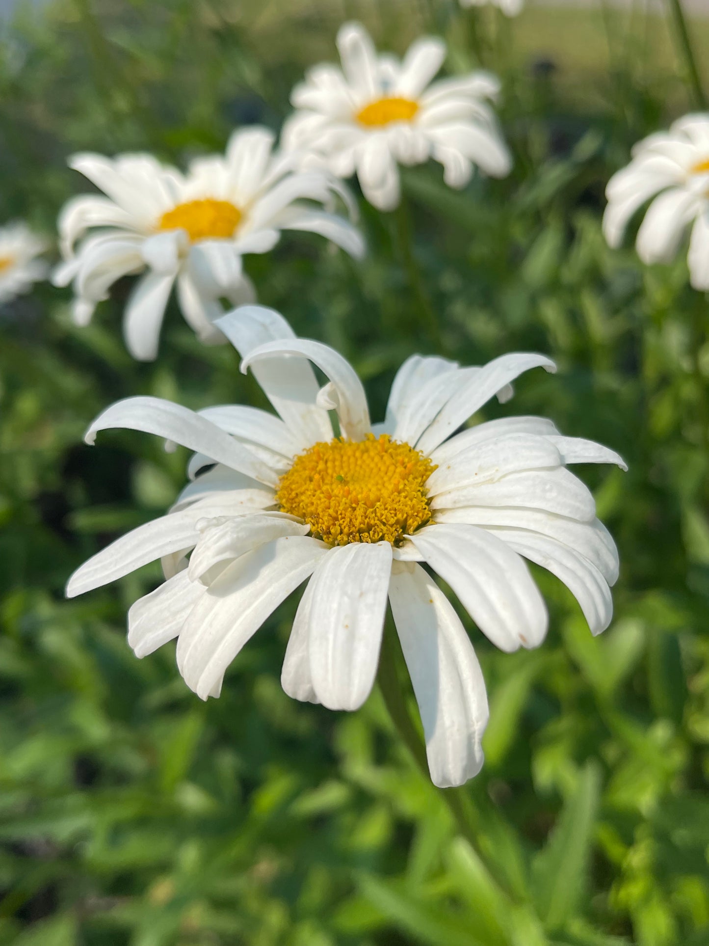 Shasta Daisy 50 Seeds