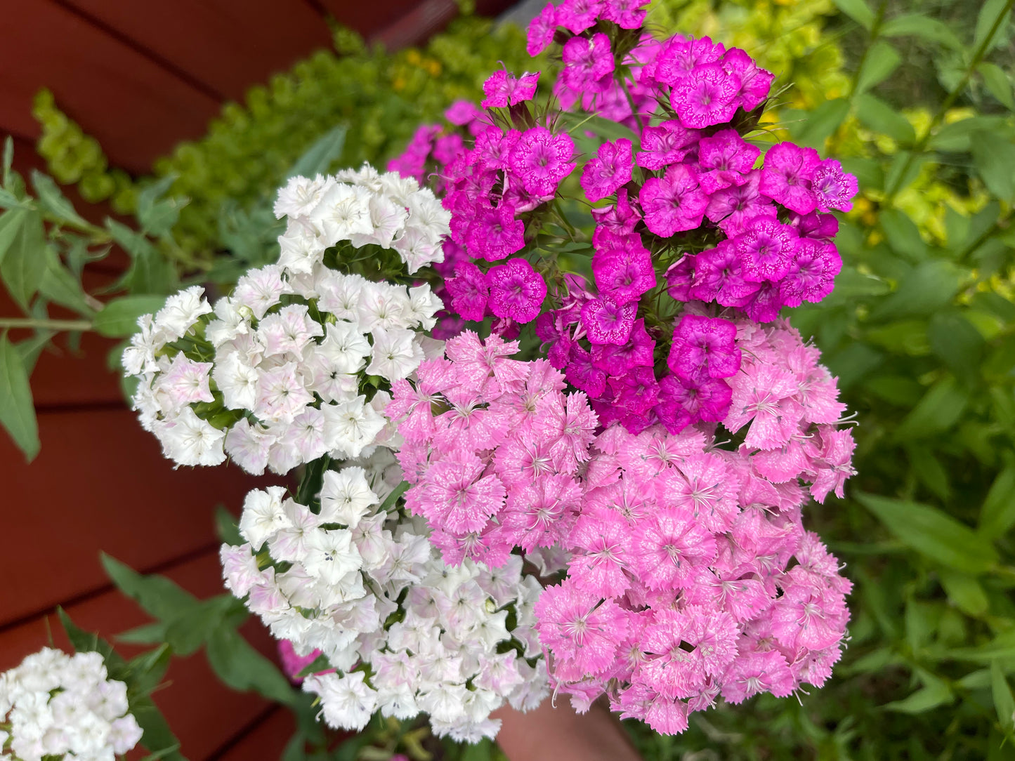 Pink and White Sweet William Mix 100 Seeds