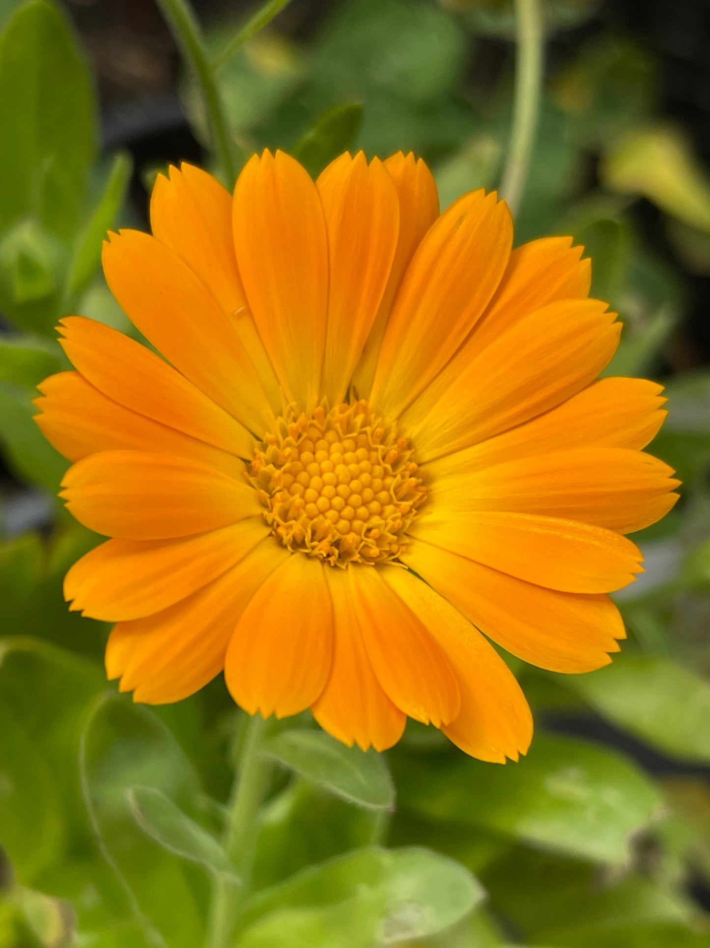 Calendula Mix 50 Seeds