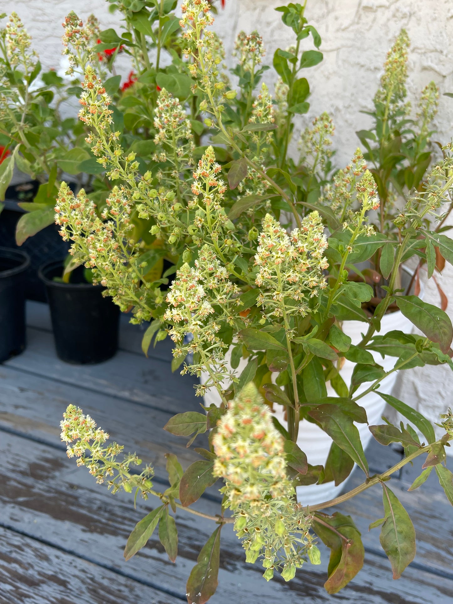 Garden Mignonette 50 Seeds