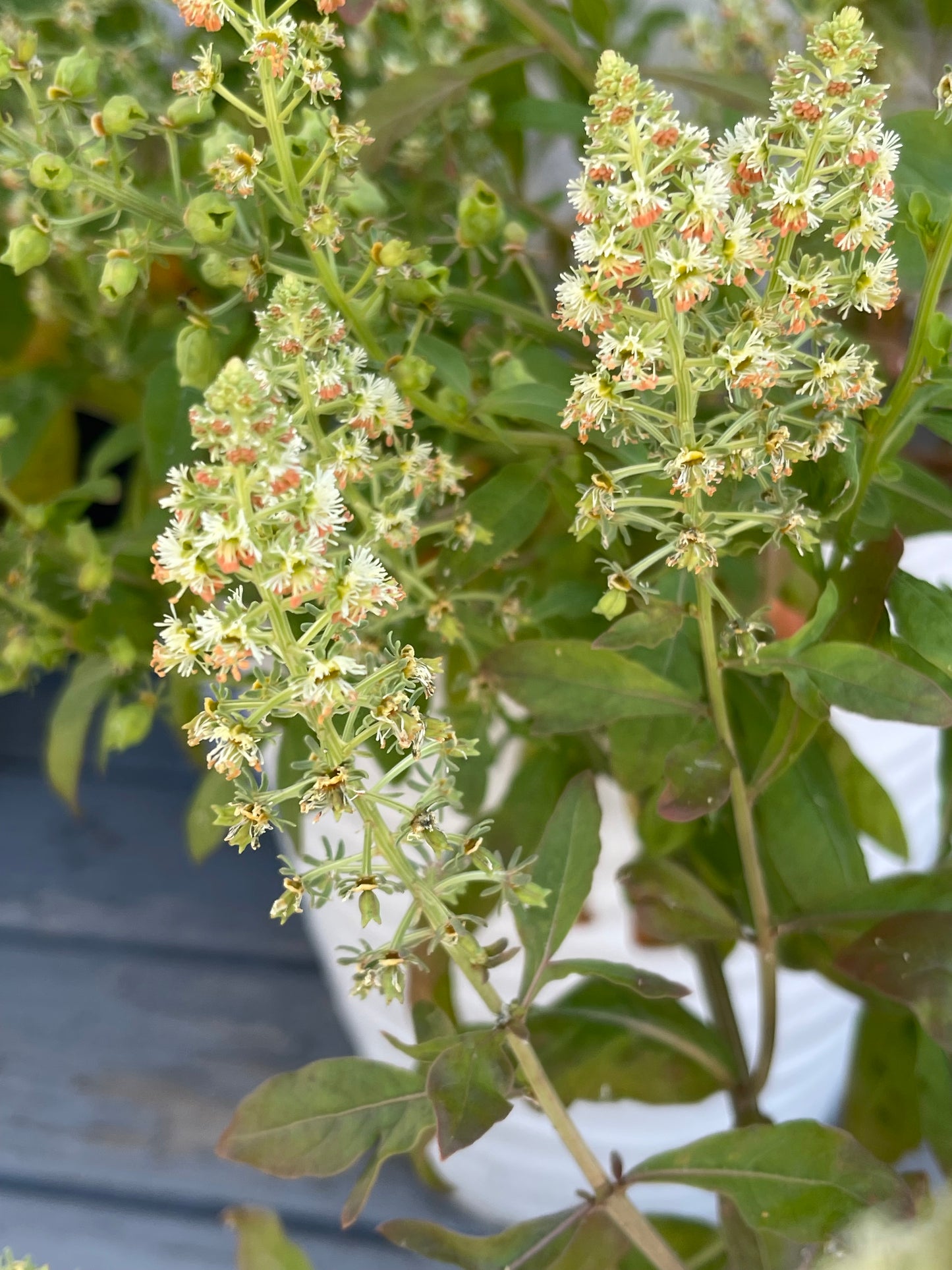 Garden Mignonette 50 Seeds