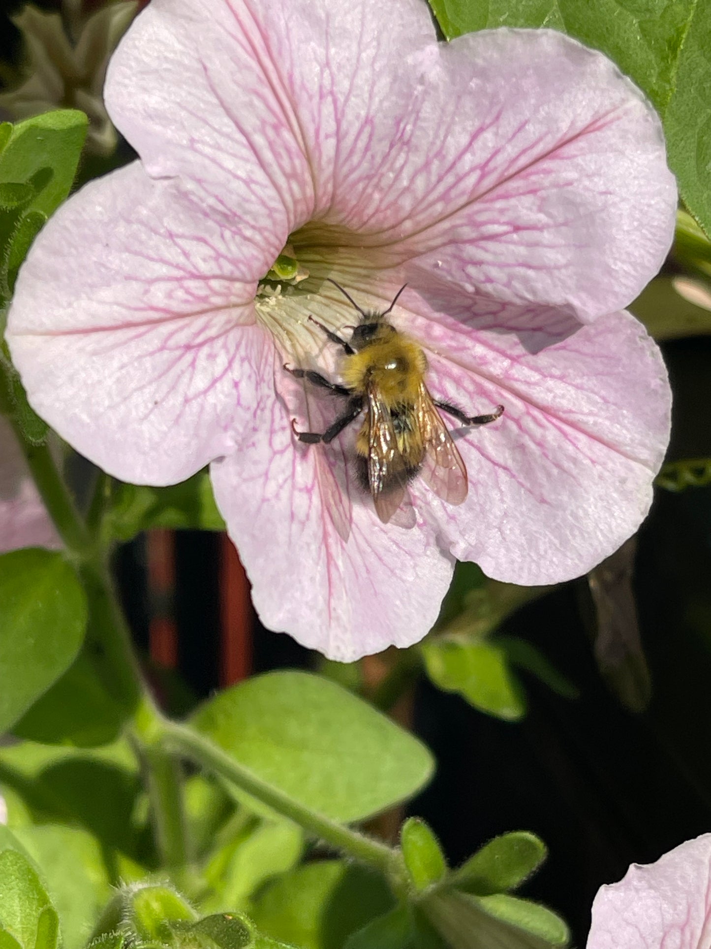 Veined Mix Petunia 100 Seeds
