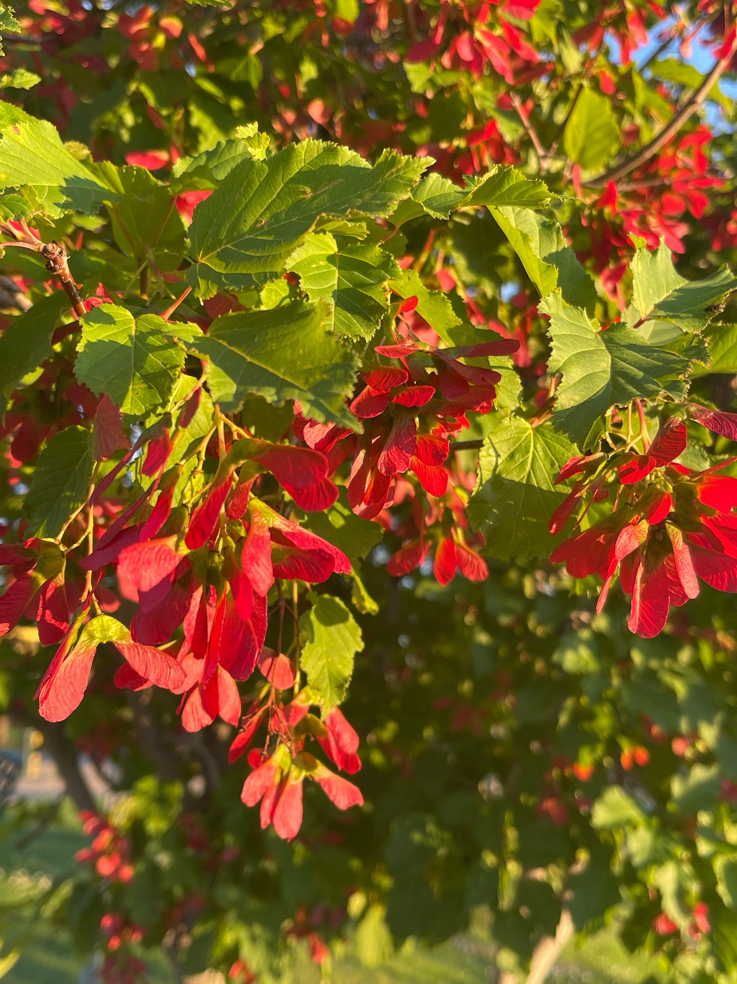 Tatarian Maple 20 Seeds