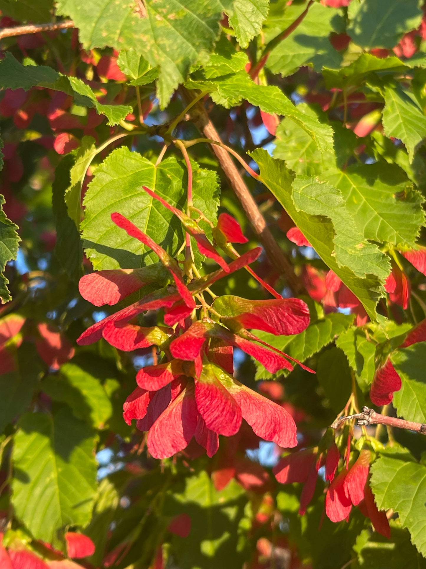 Tatarian Maple 20 Seeds