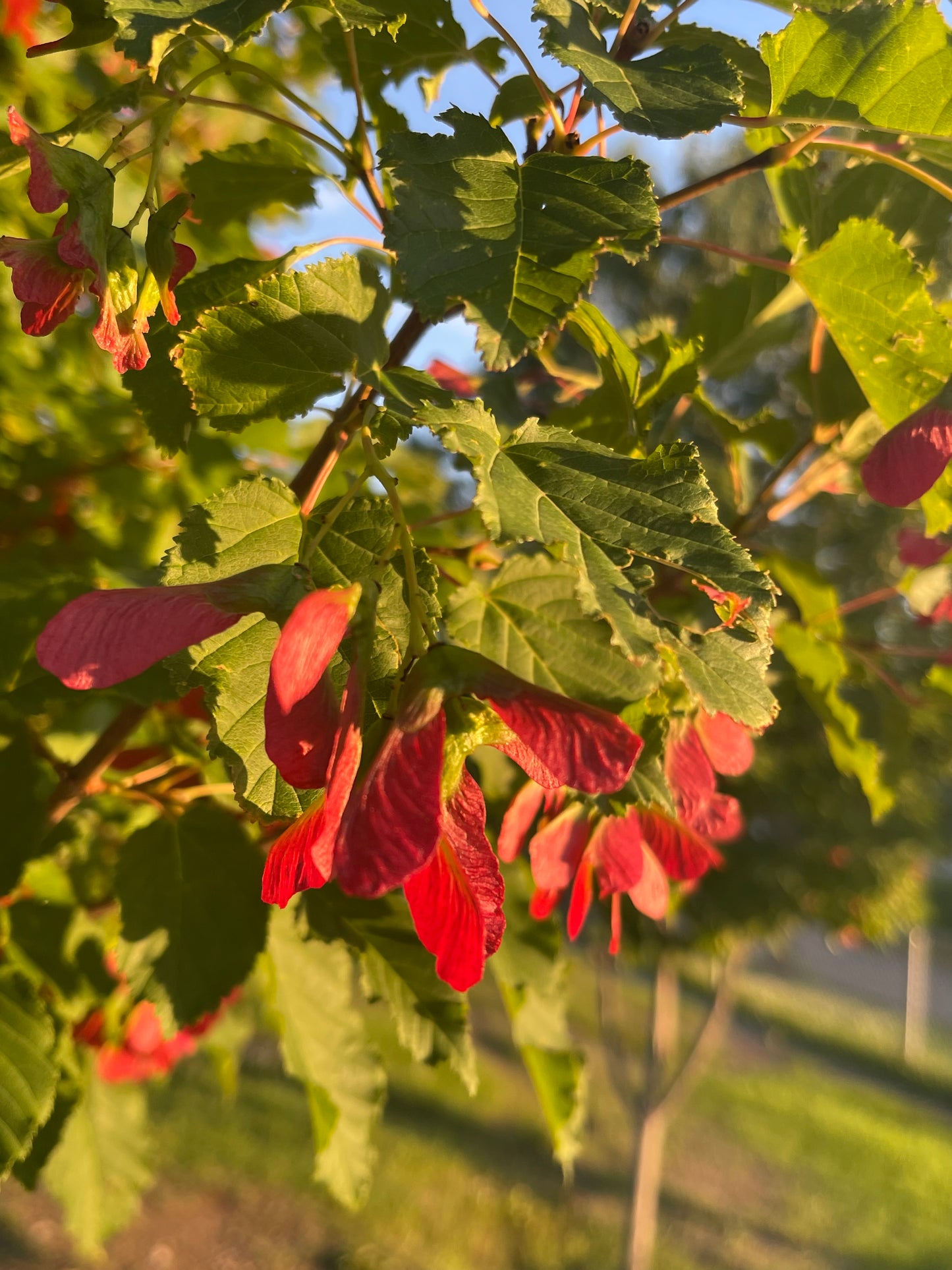 Tatarian Maple 20 Seeds
