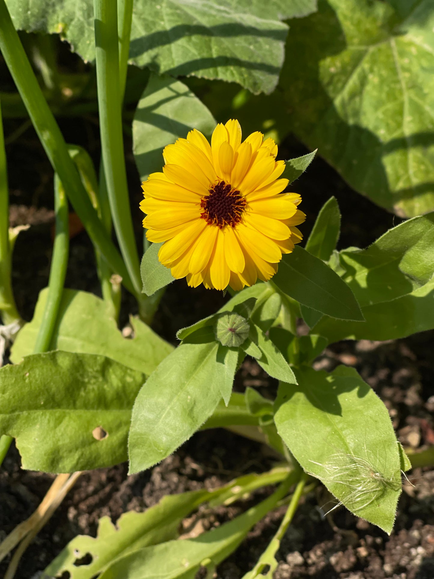 Calendula Mix 50 Seeds
