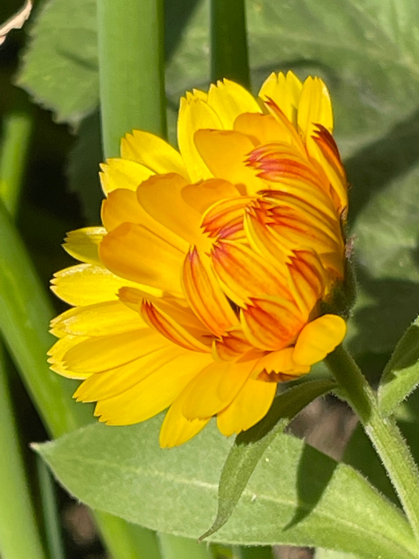 Calendula Mix 50 Seeds