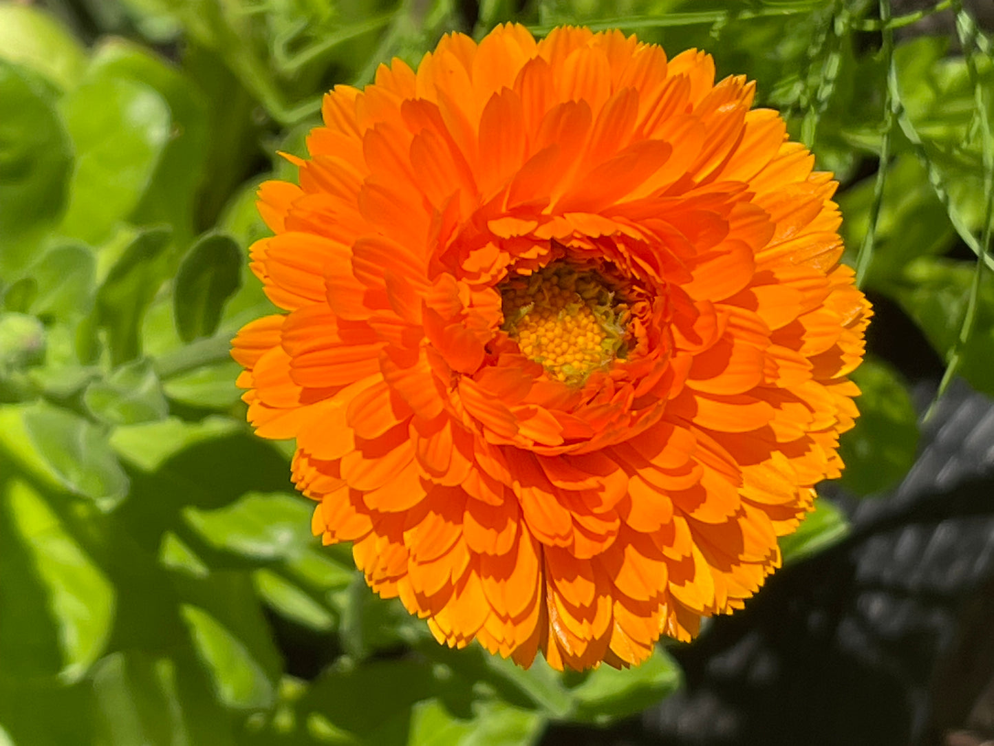 Greenheart Orange Calendula 30 Seeds