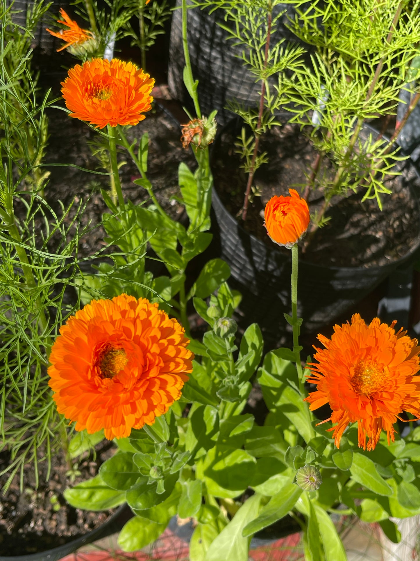 Greenheart Orange Calendula 30 Seeds