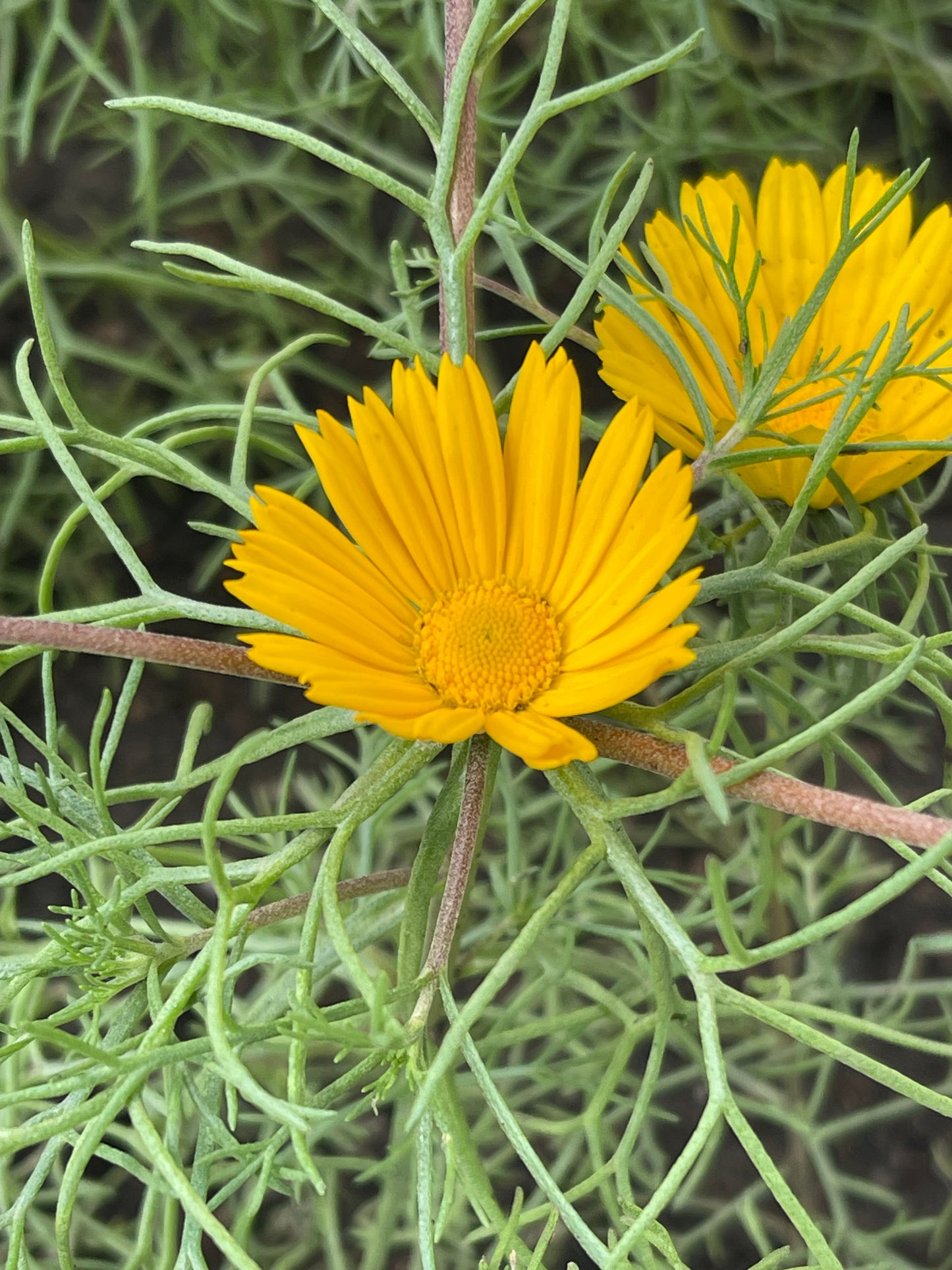 Moroccan Chamomile 100 Seeds