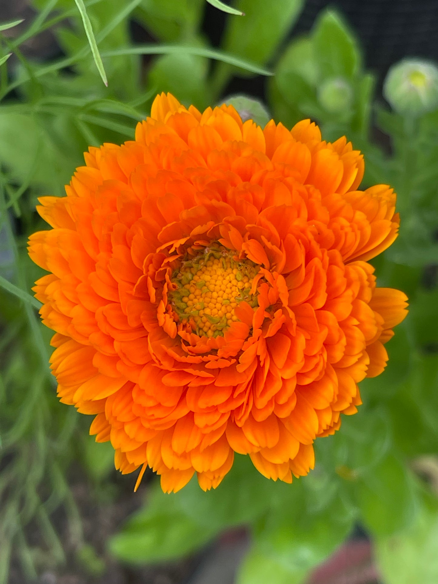 Greenheart Orange Calendula 30 Seeds