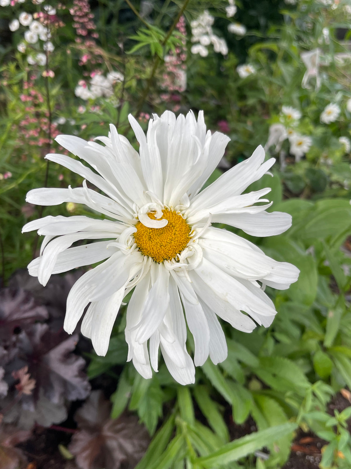 Crazy Daisy 25 Seeds