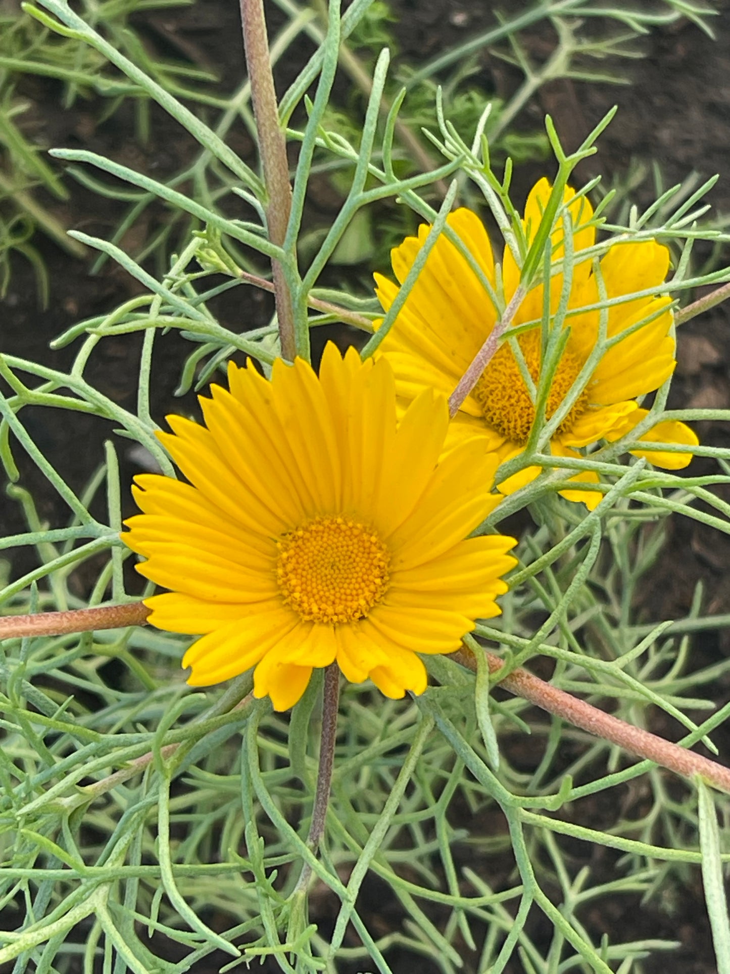 Moroccan Chamomile 100 Seeds
