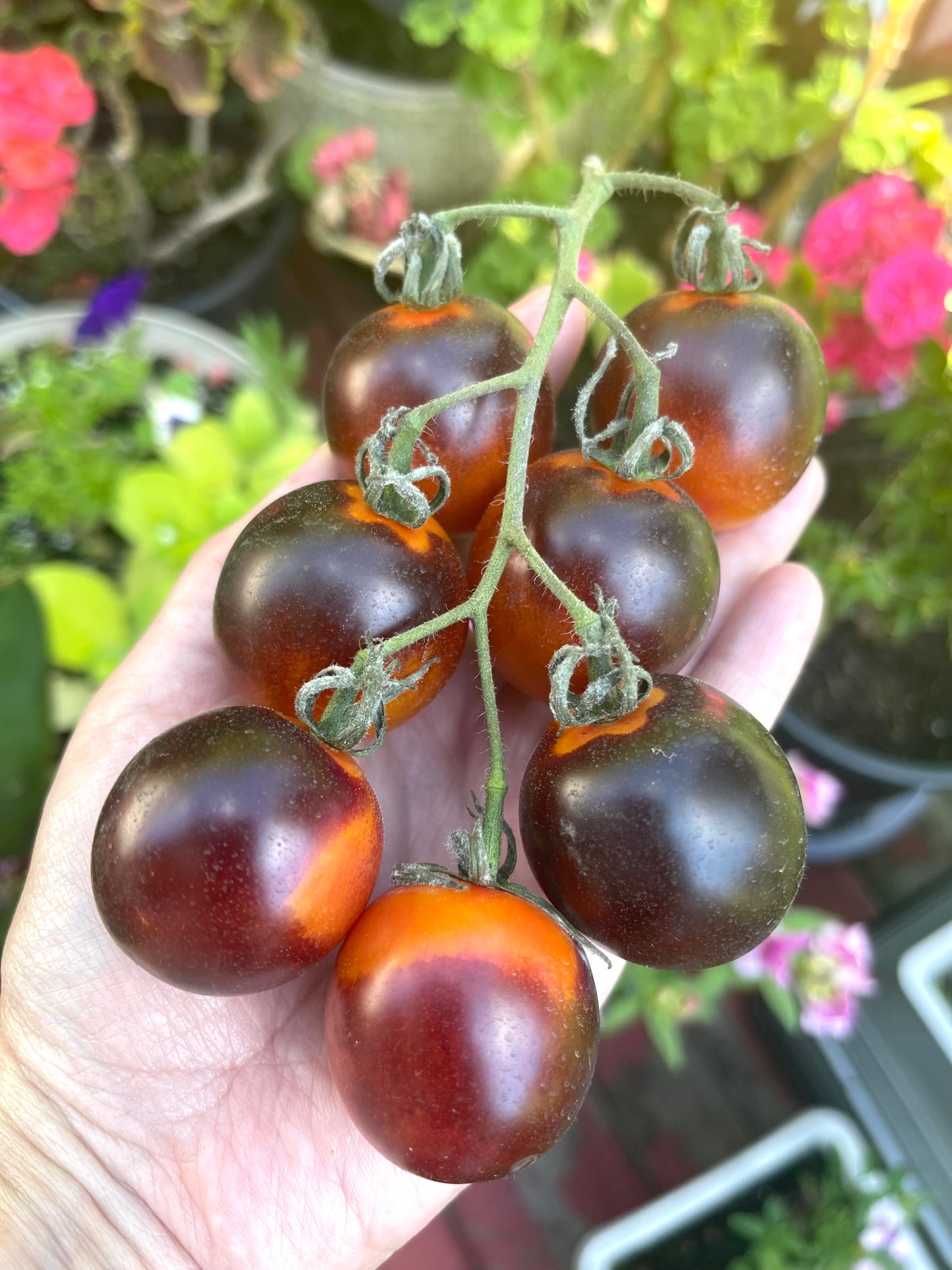 Midnight Snack Tomato 25 Seeds