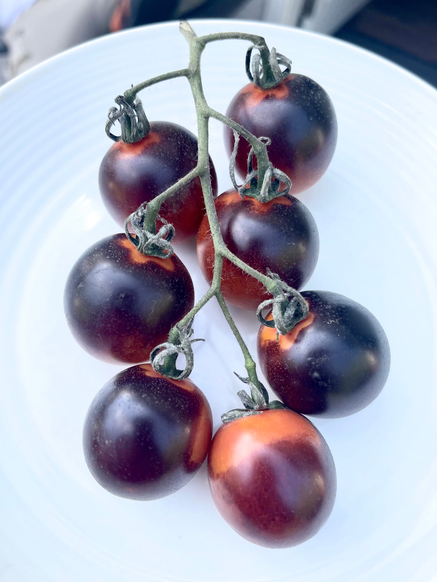 Midnight Snack Tomato 25 Seeds