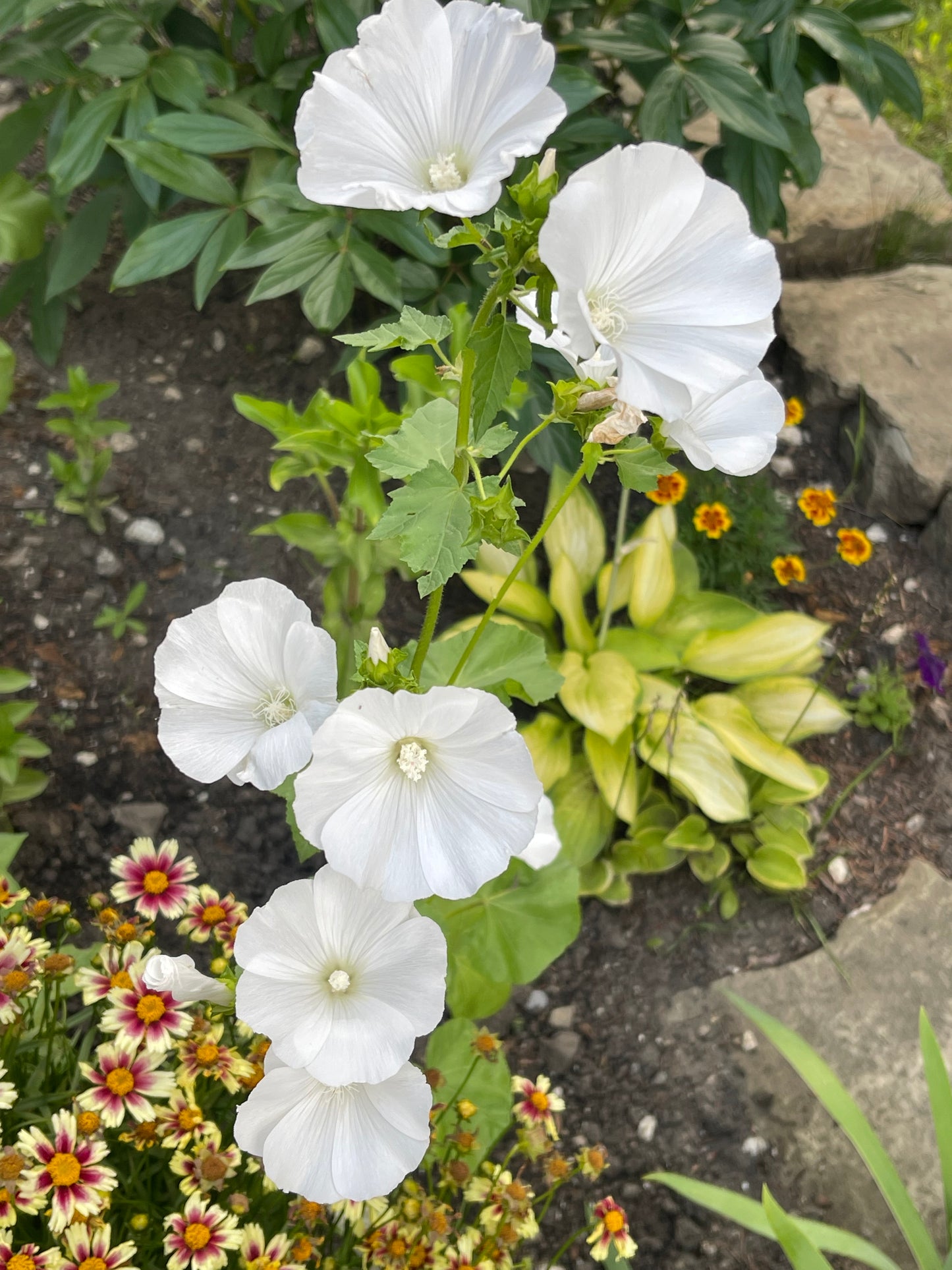 Mont Blanc Lavatera 25 Seeds