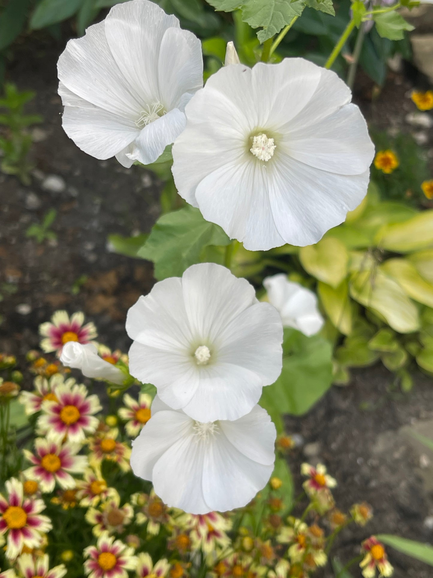 Mont Blanc Lavatera 25 Seeds