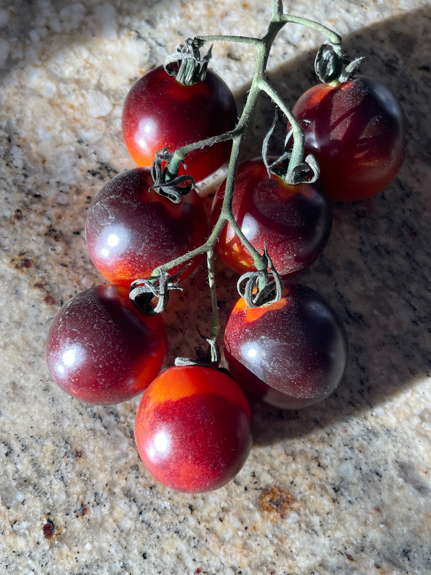 Midnight Snack Tomato 25 Seeds