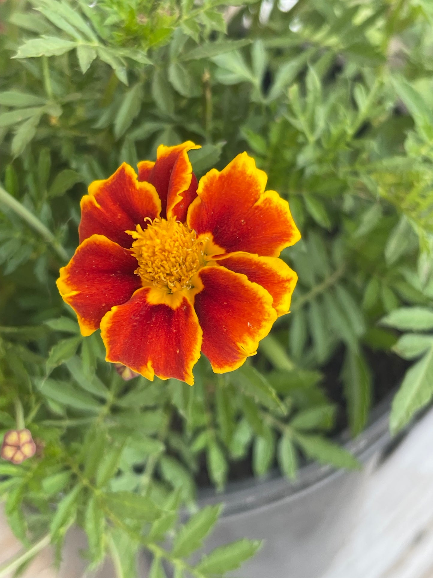 Legion of Honour Marigold 50 Seeds