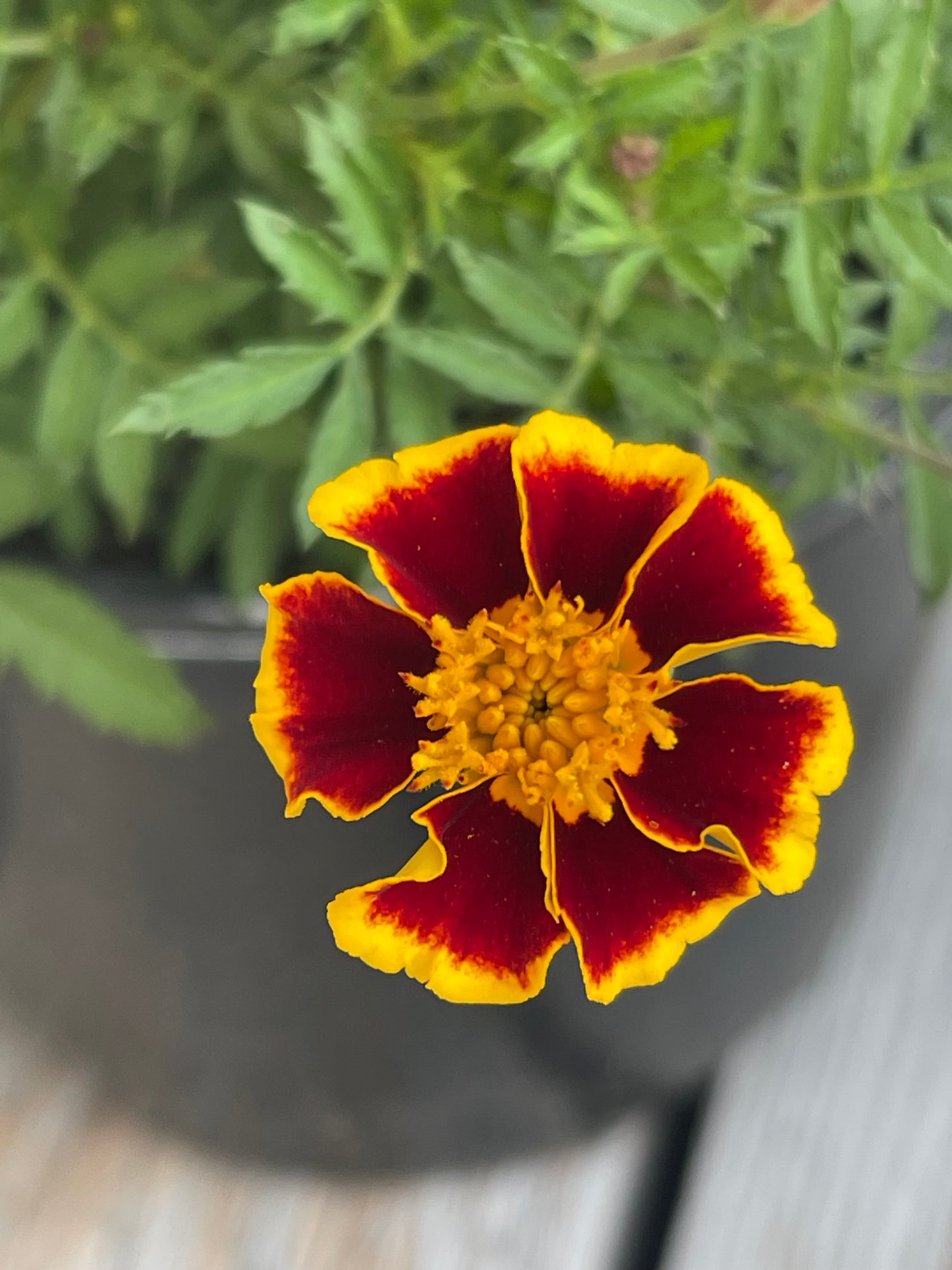 Legion of Honour Marigold 50 Seeds